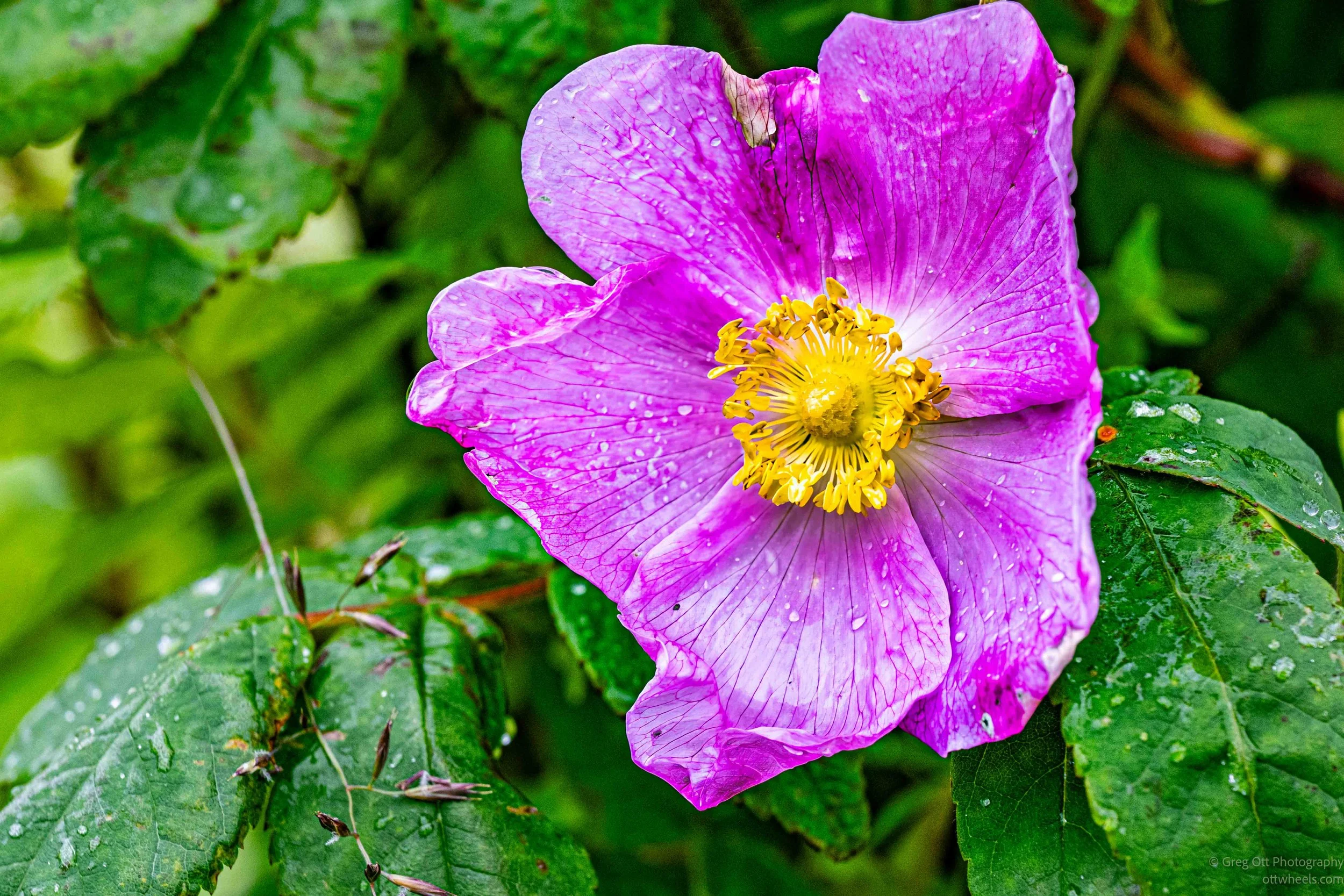 _NZ89138-Edit.jpg