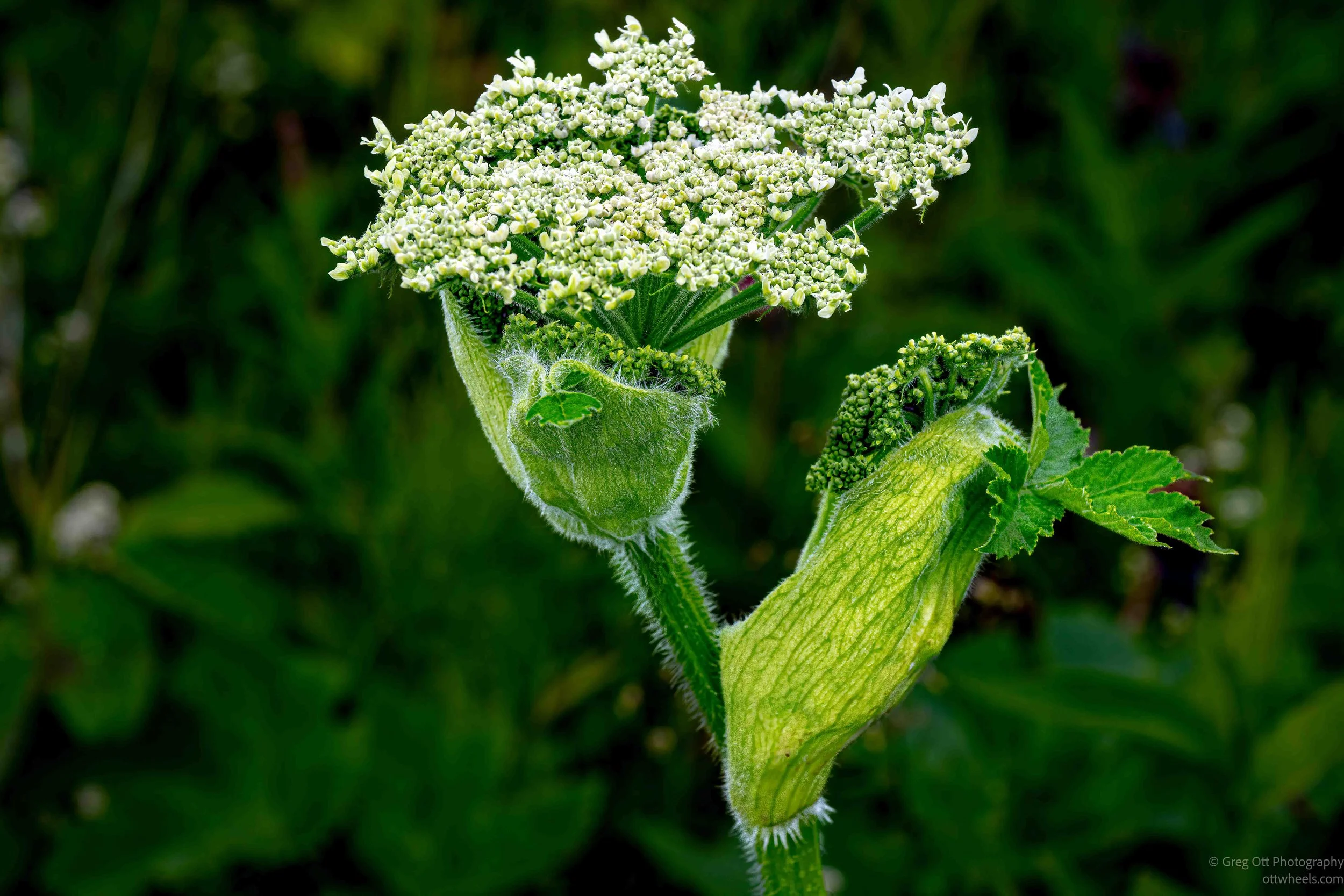 _NZ89144-Edit.jpg