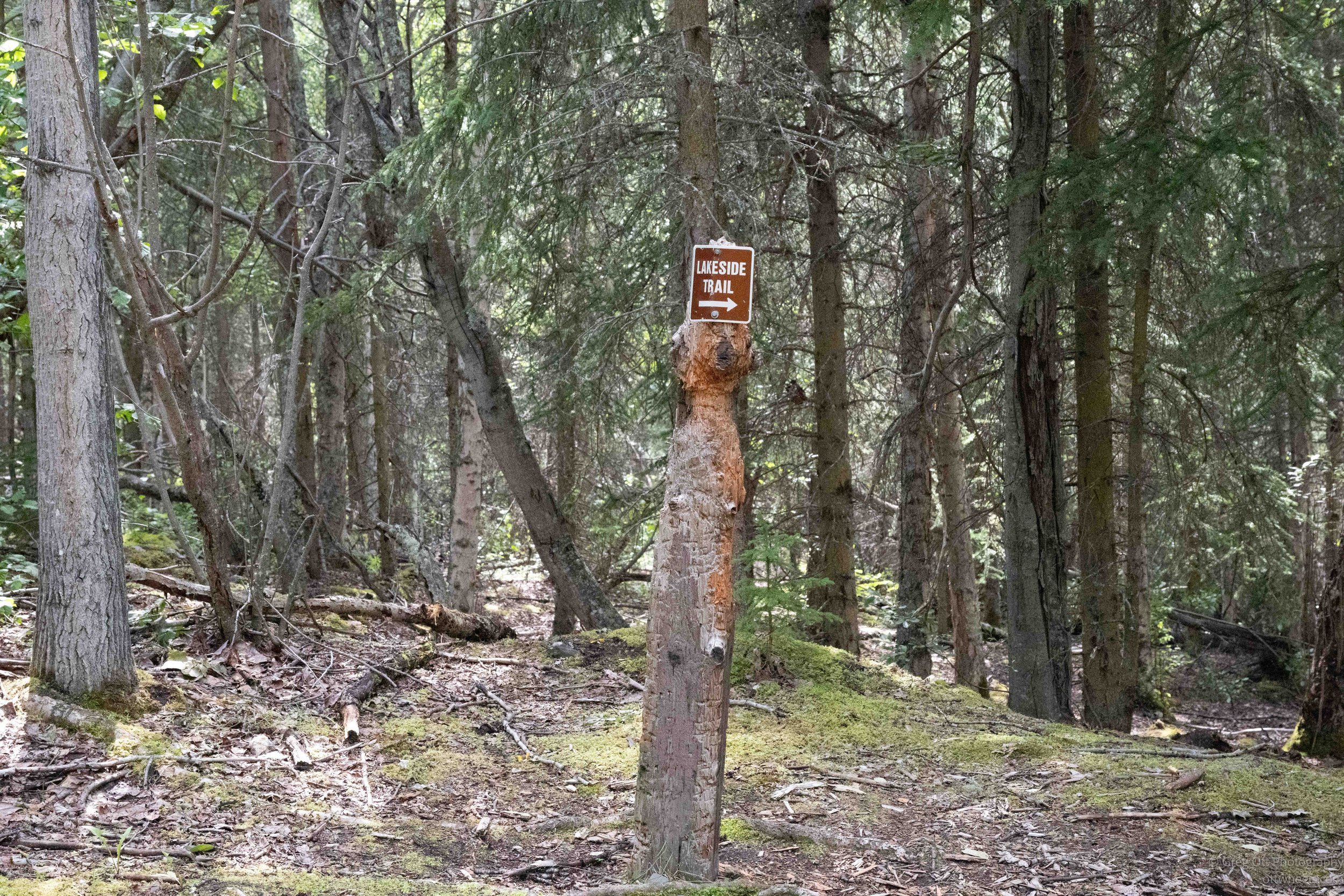 NZ8_9242.jpg
