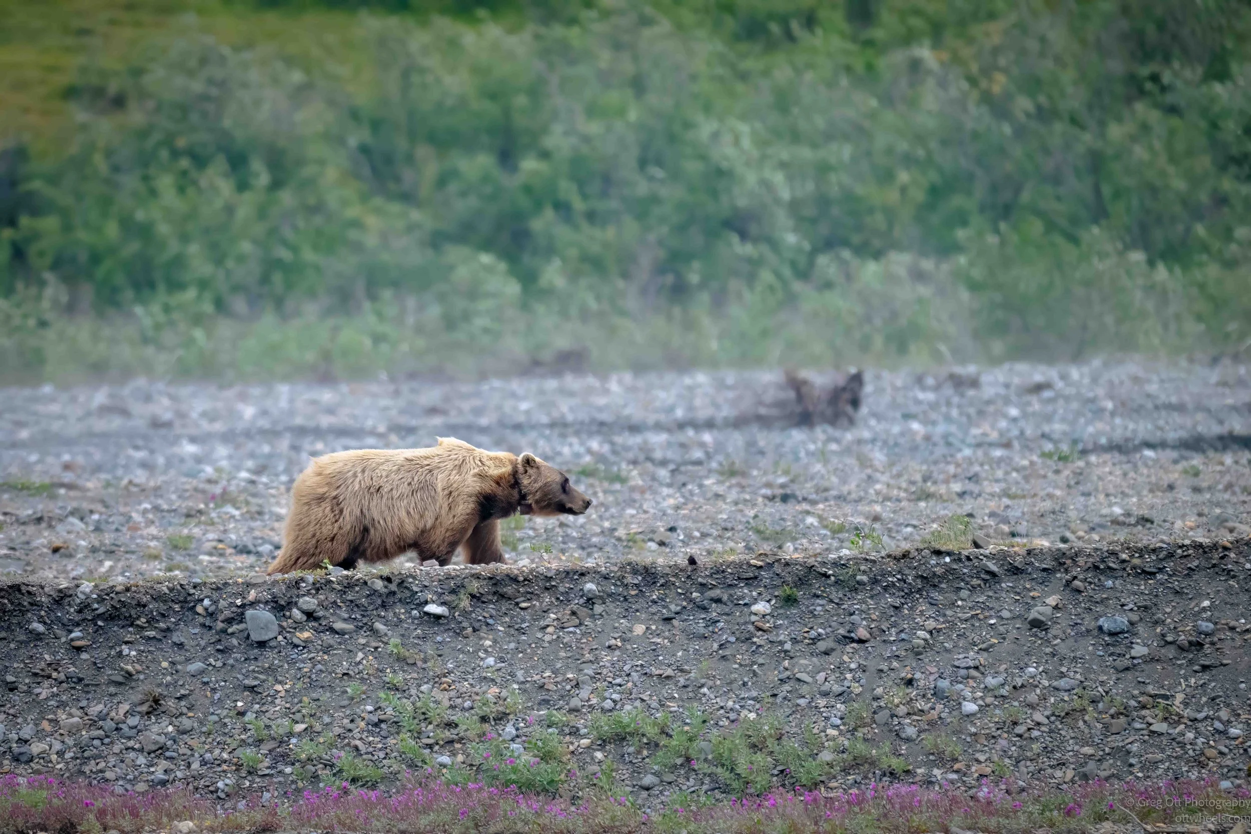 _NZ80370-Edit.jpg