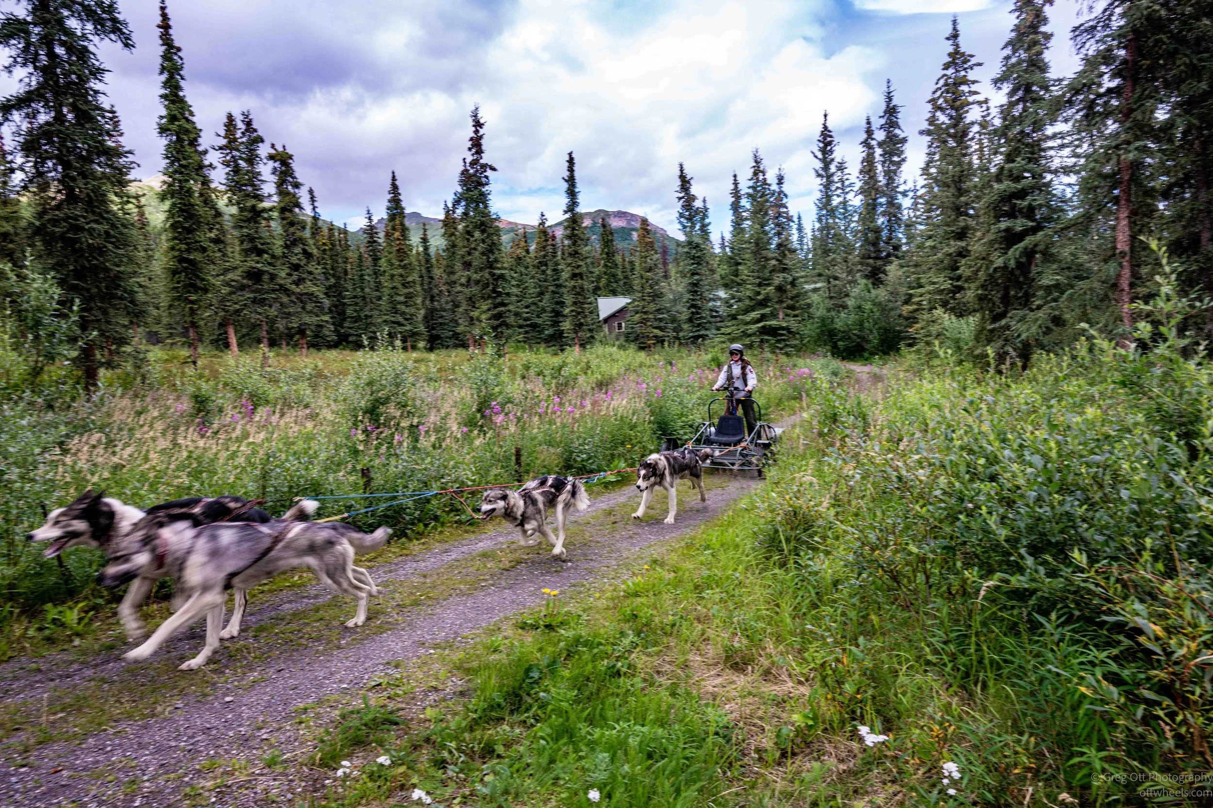 Denali Sled Dogs and Bike Ride