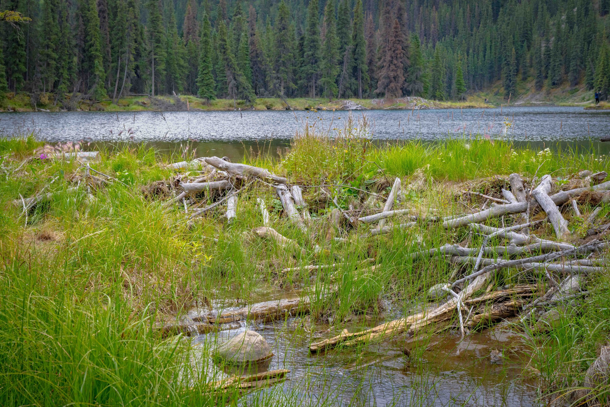 Beaver Dam