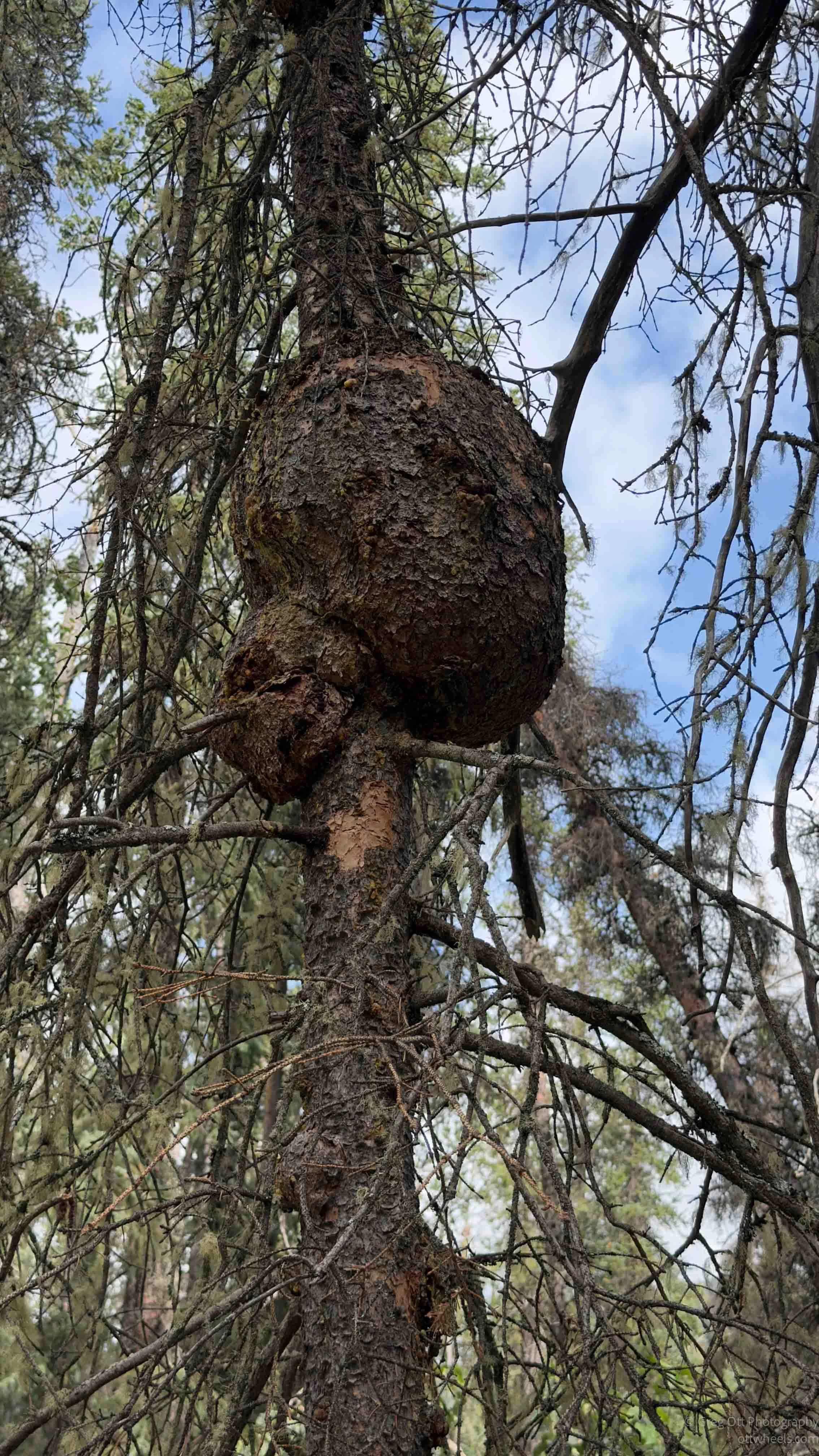 Trunk Burl