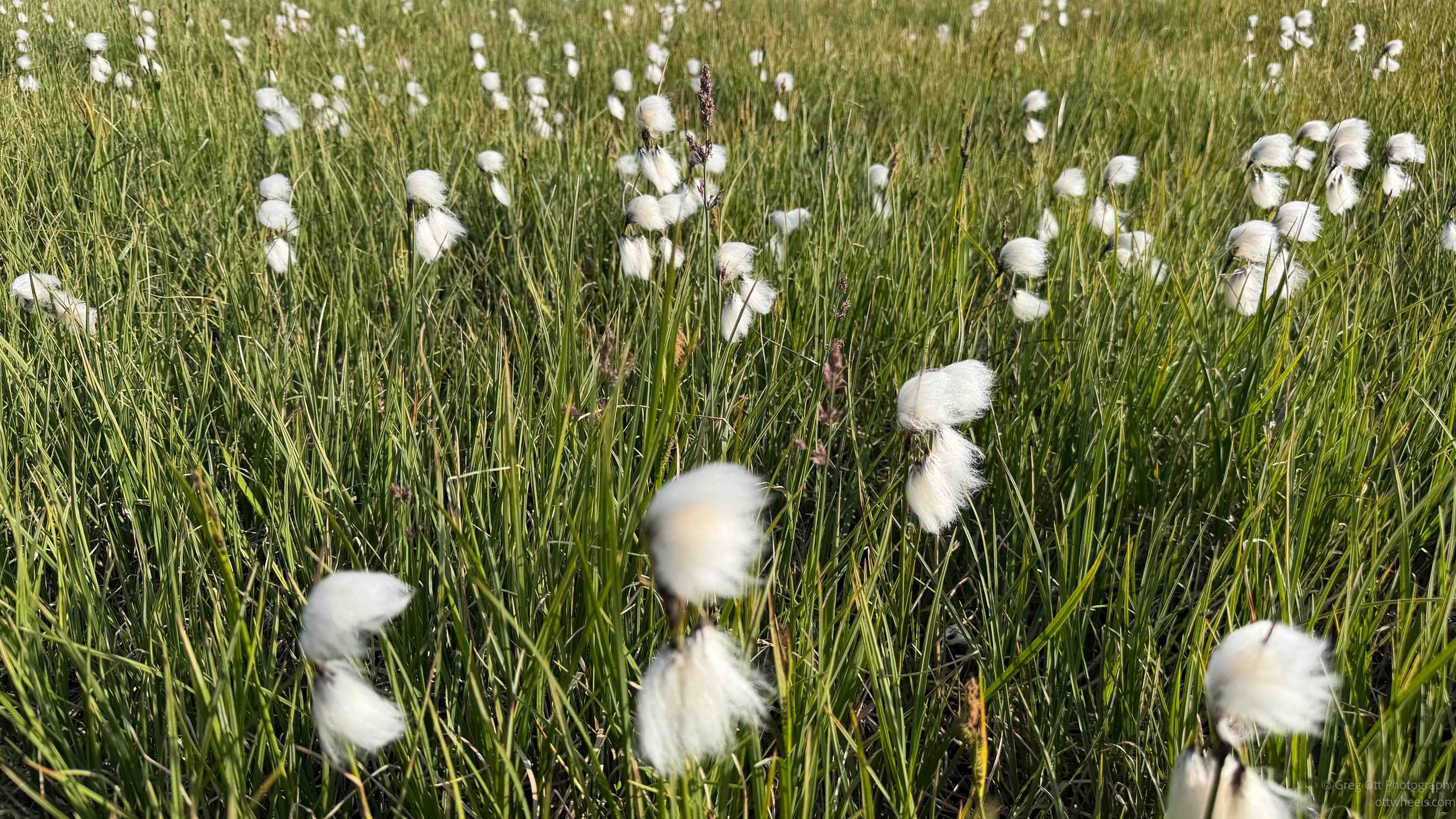 Cotton Grass