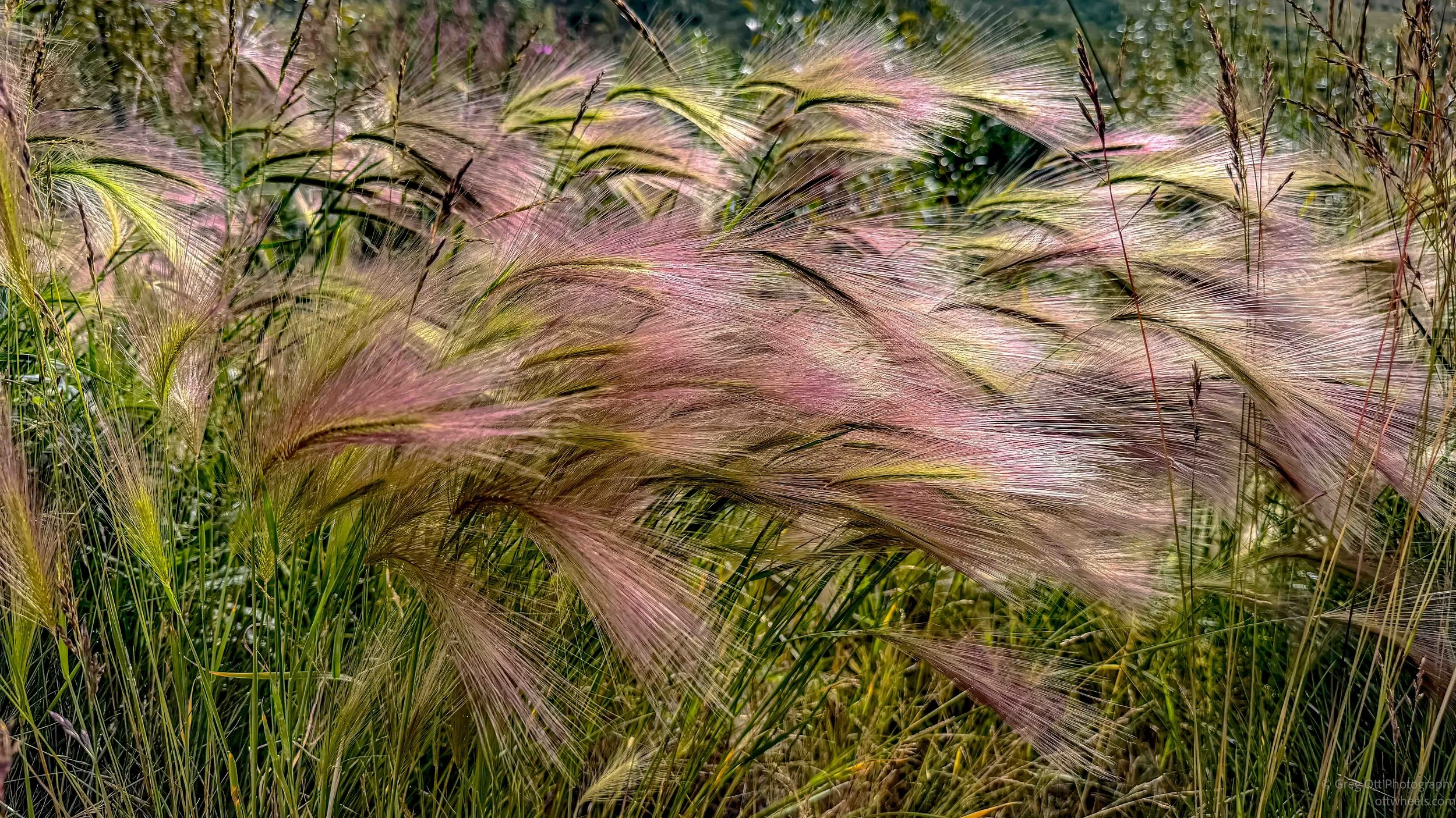Foxtail Barley