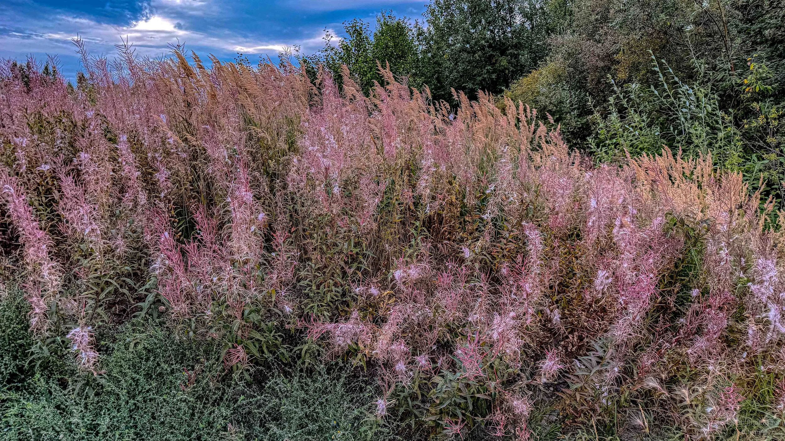 Fireweed Late Season