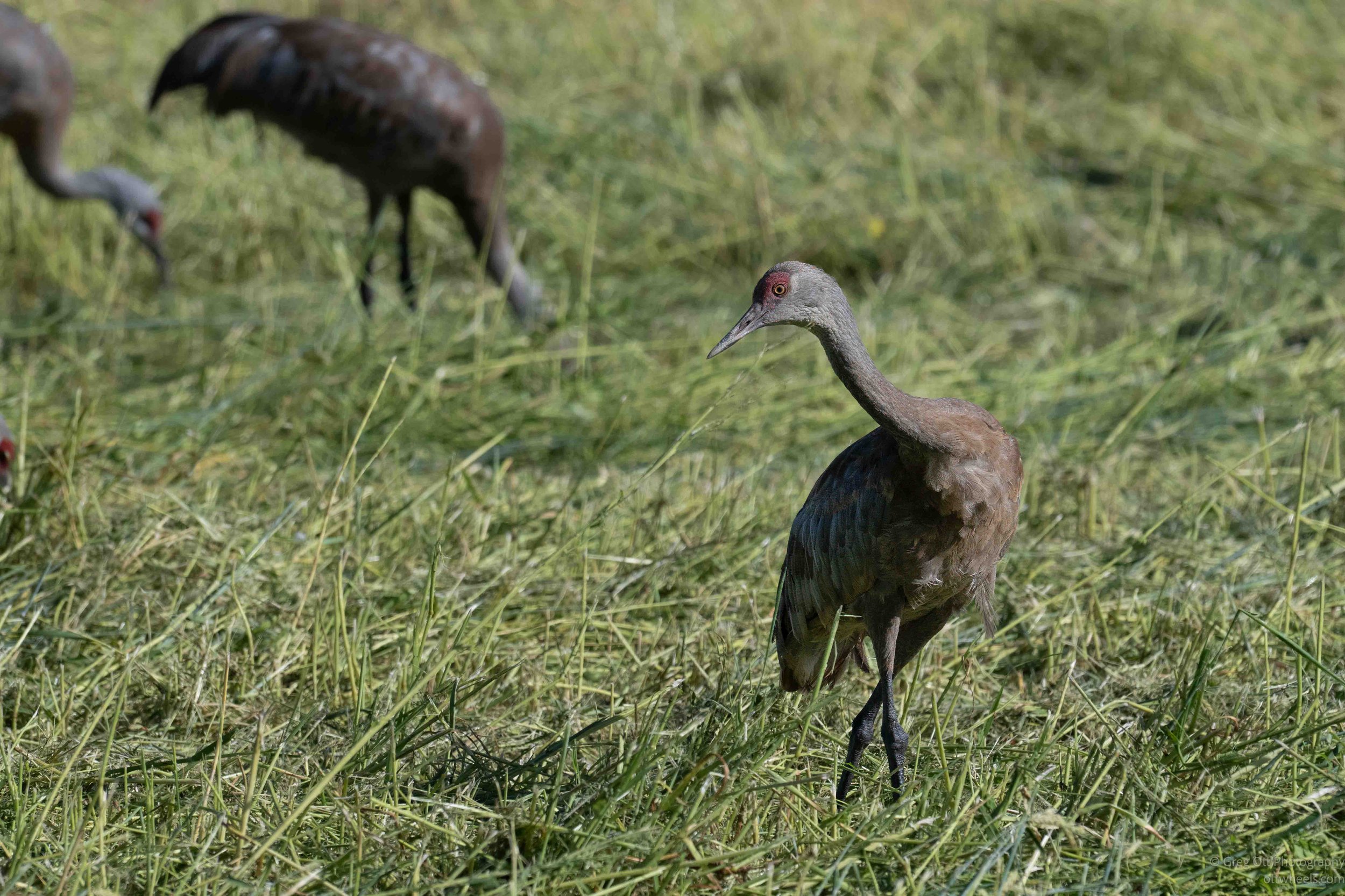 NZ8_1230-Edit.jpg