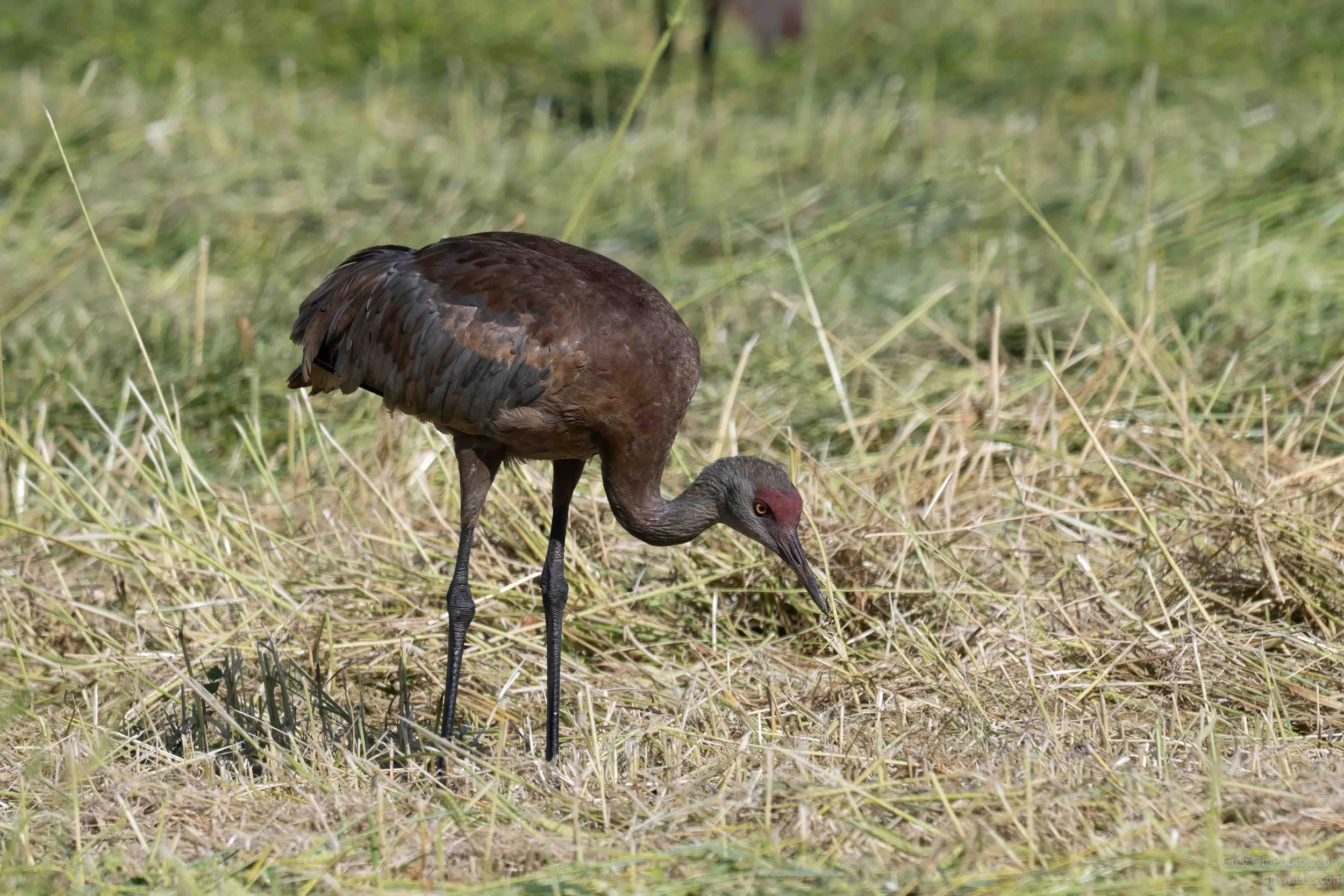 NZ8_1244-Edit.jpg