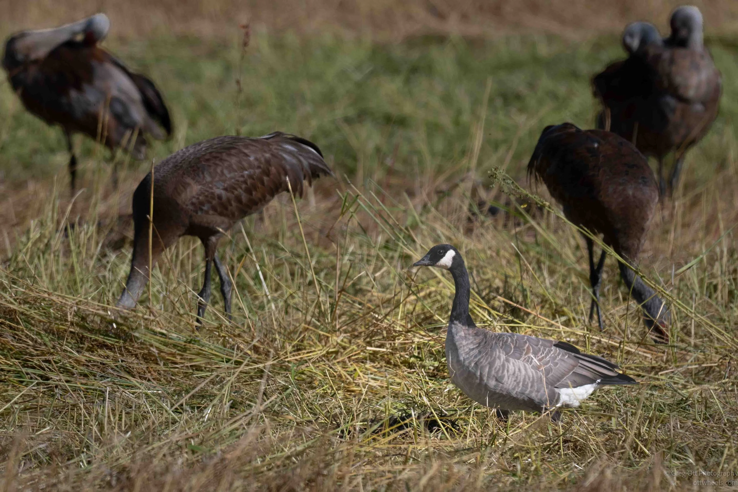 NZ8_1258.jpg