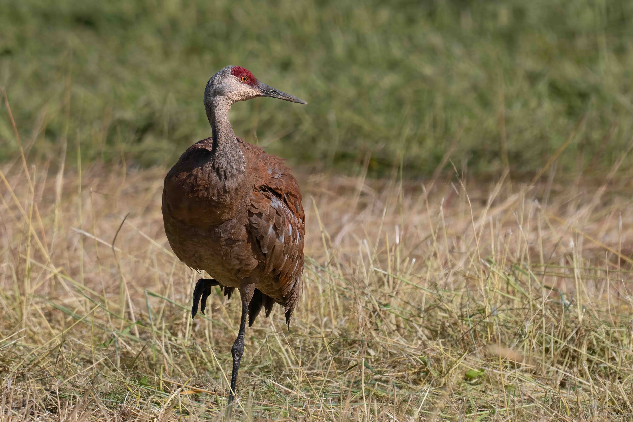 NZ8_1277-Edit.jpg