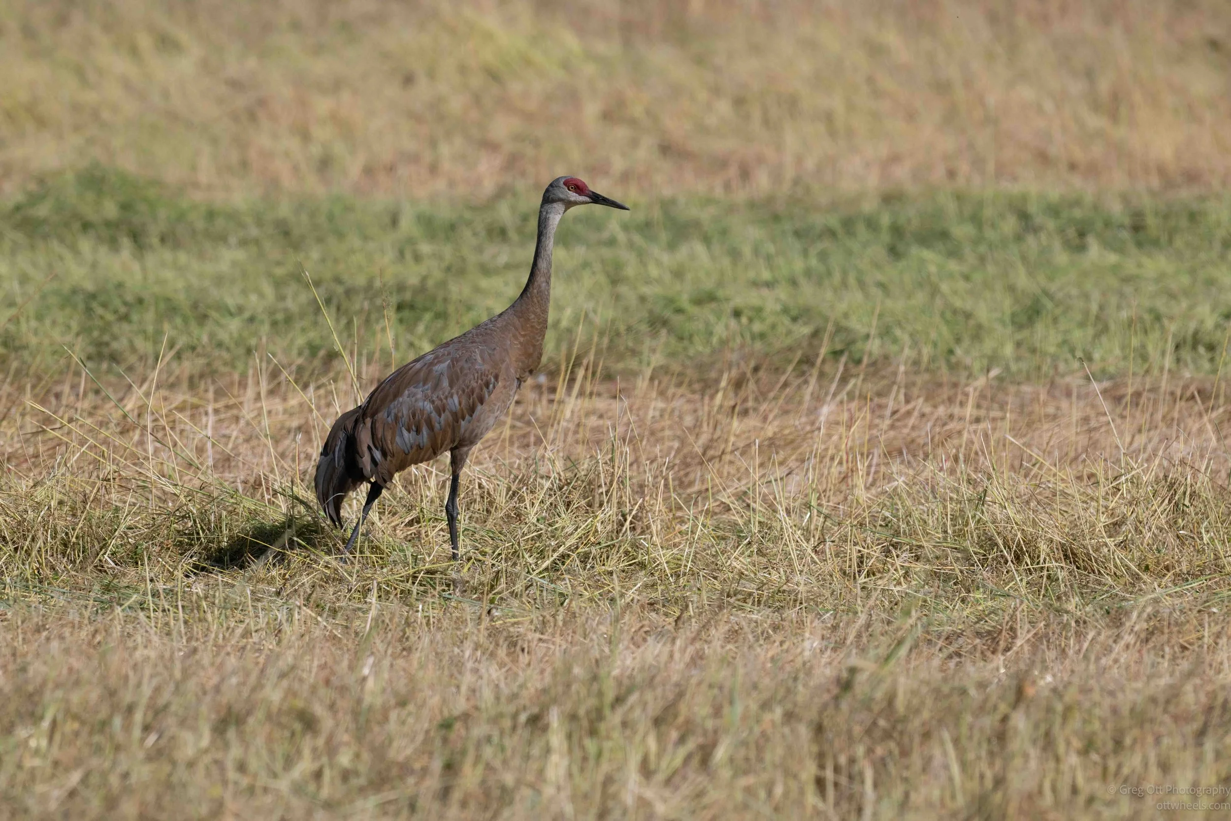 NZ8_1376.jpg