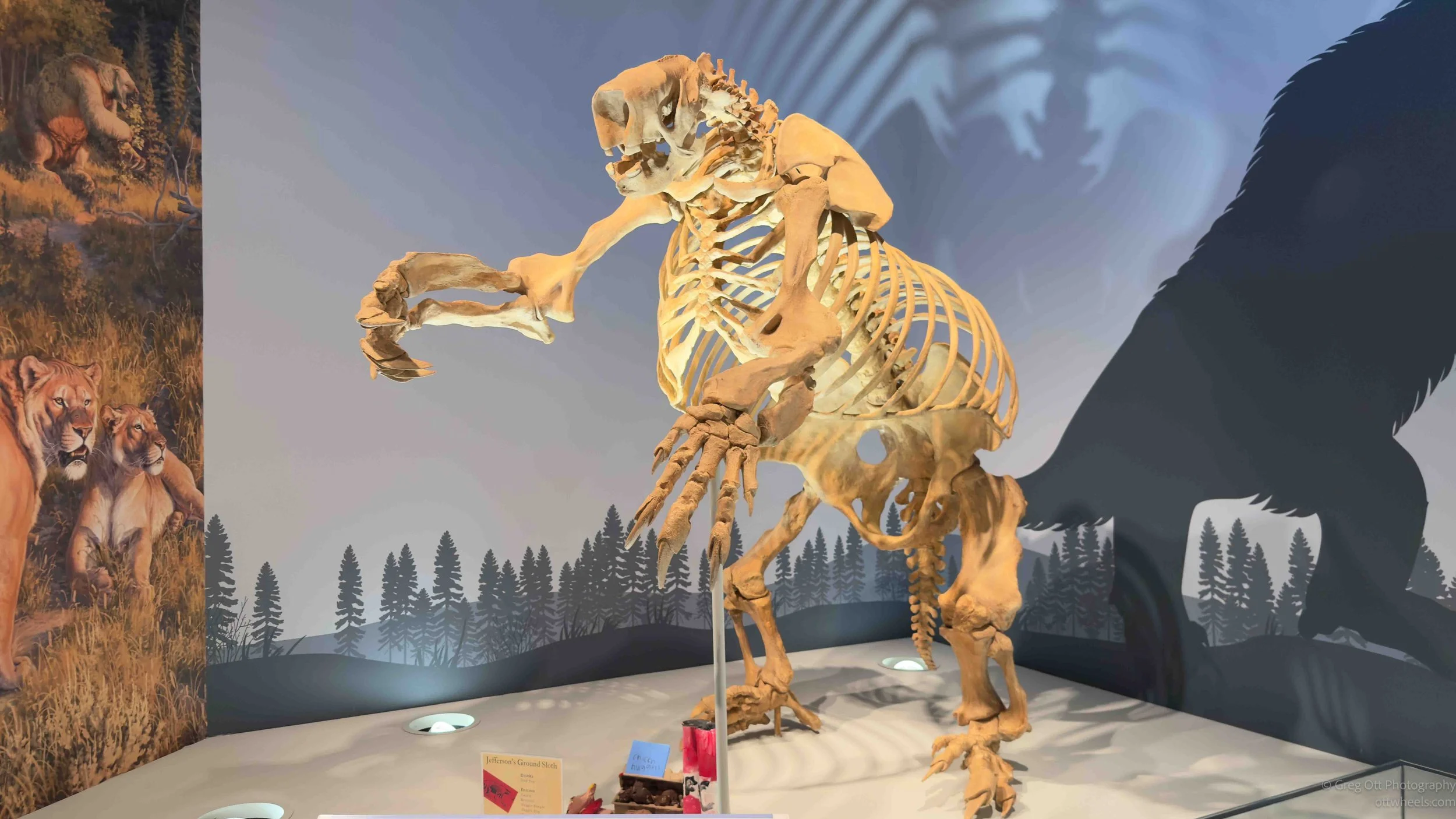 Jefferson’s Ground Sloth