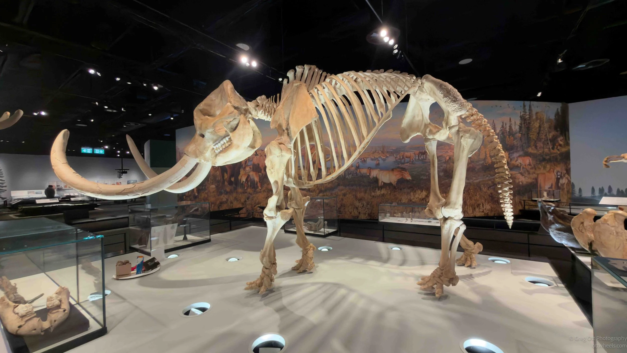 Woolly Mammoth