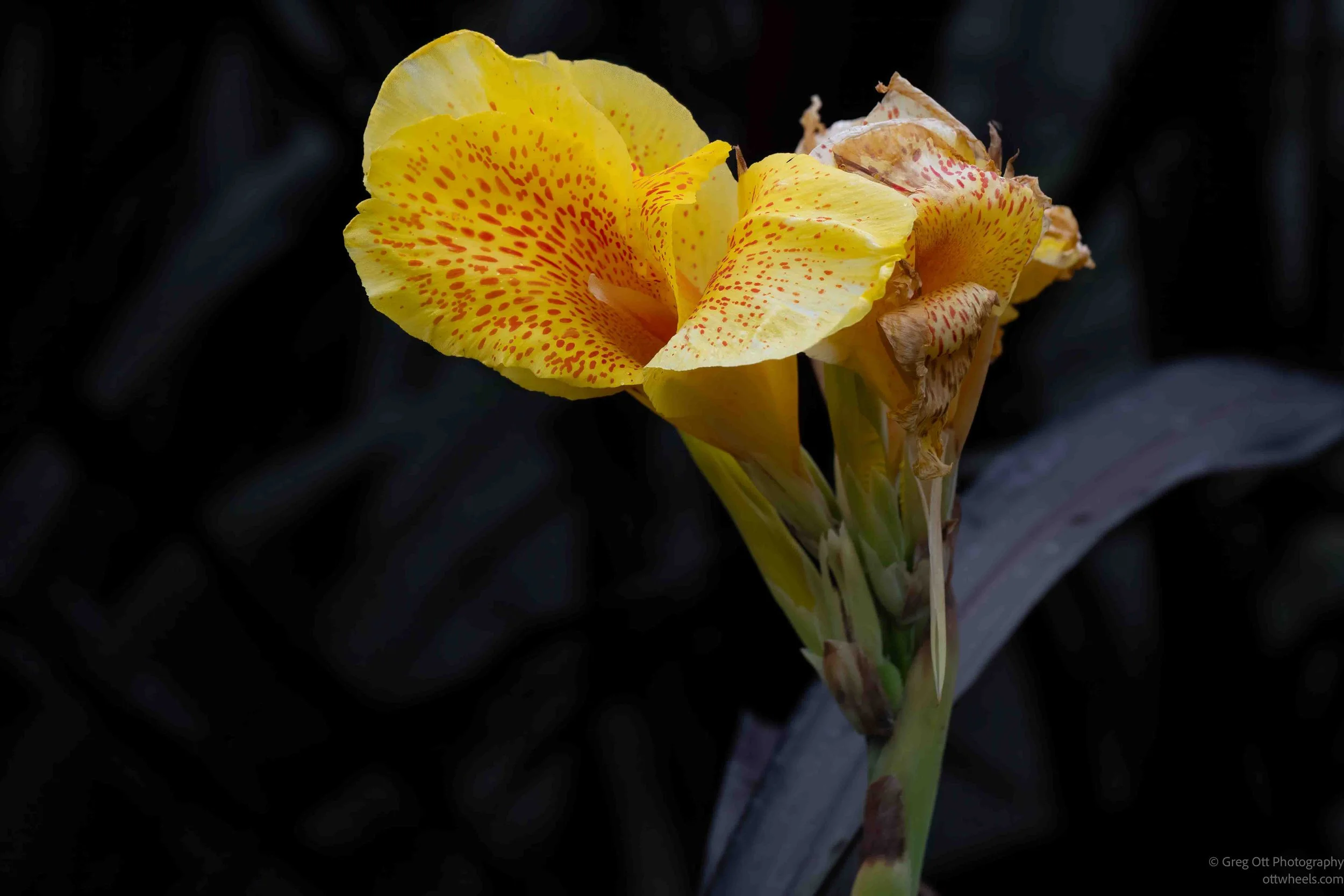 _NZ82132-Edit.jpg