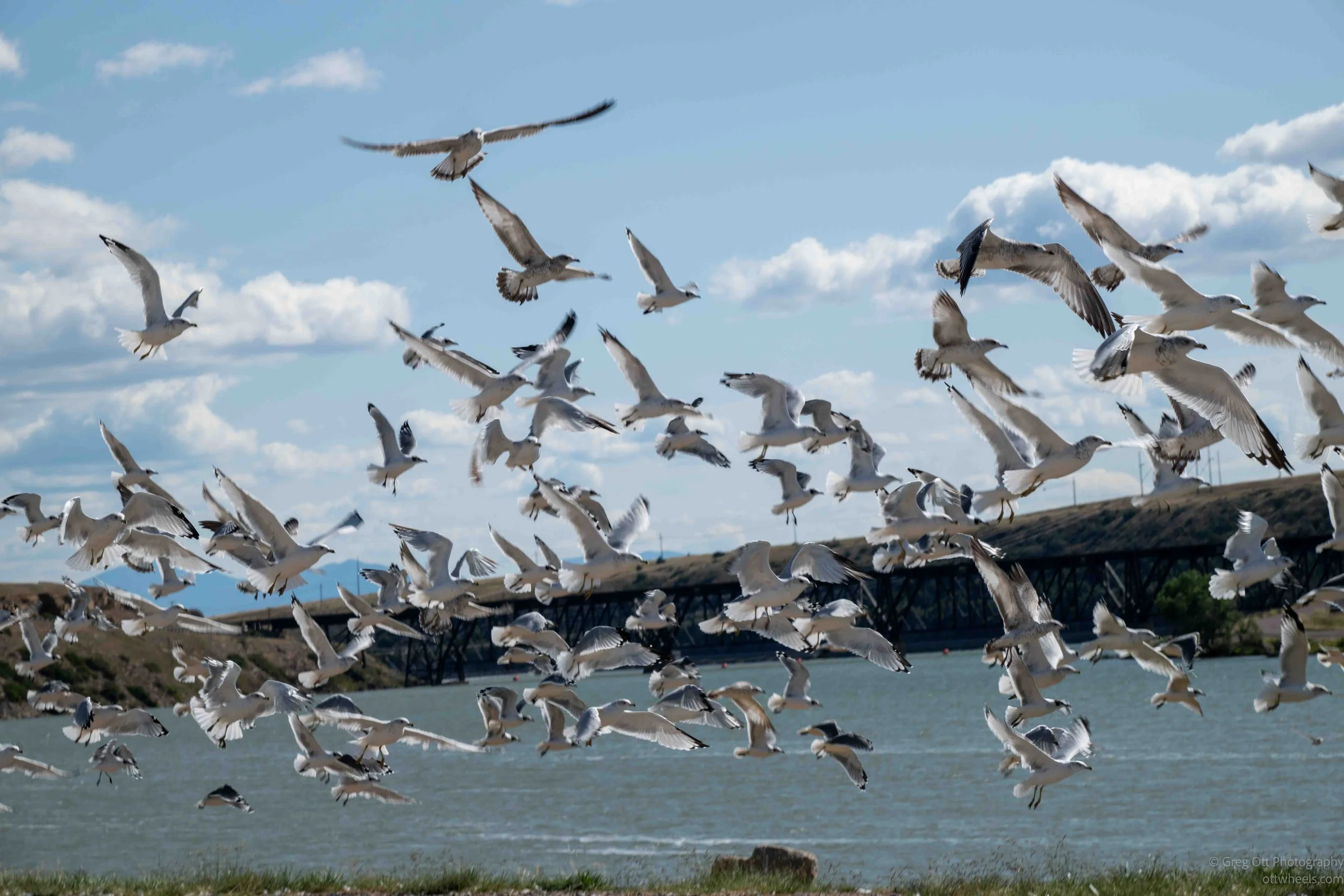 _NZ83019-Edit.jpg