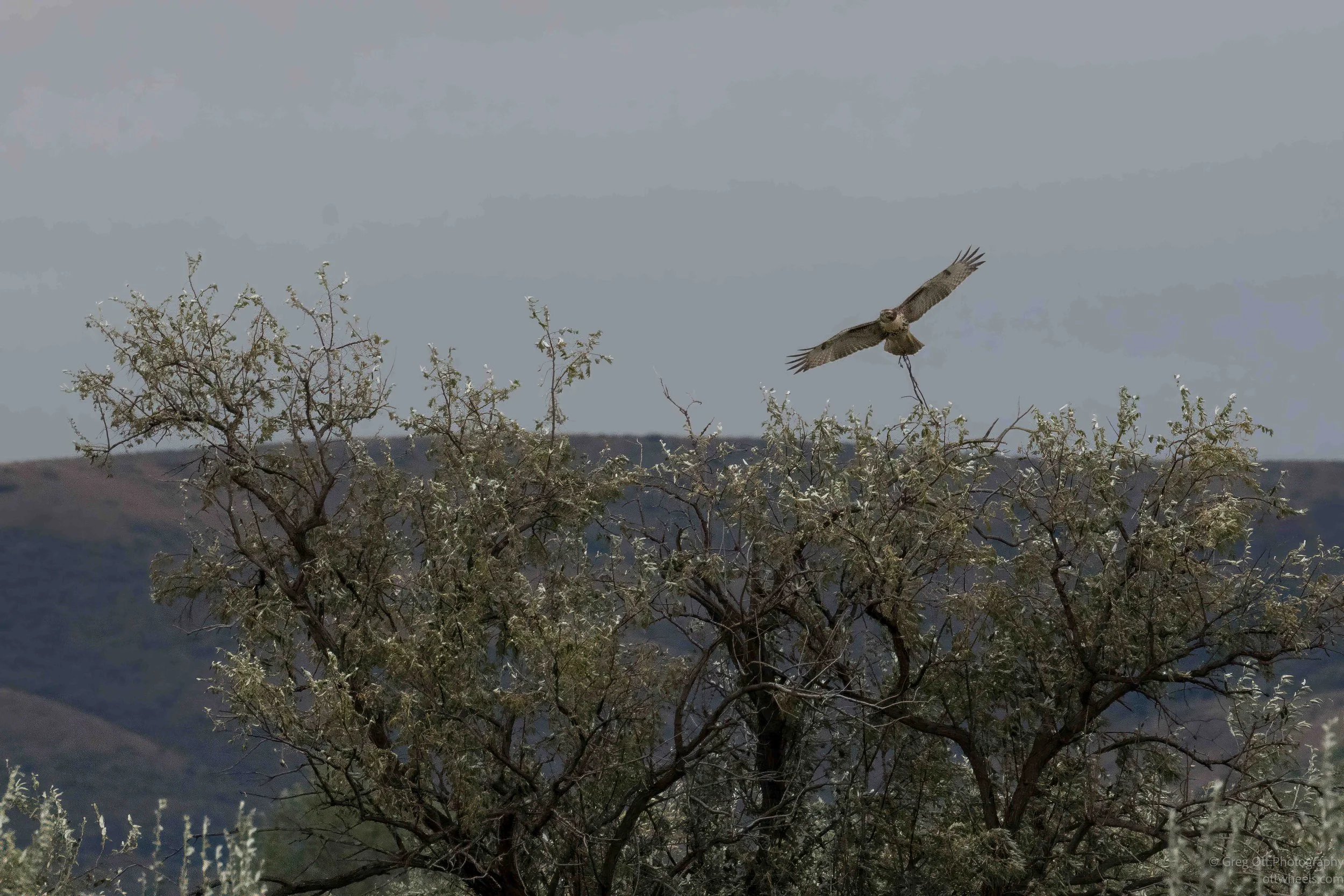 NZ8_4450-Edit.jpg