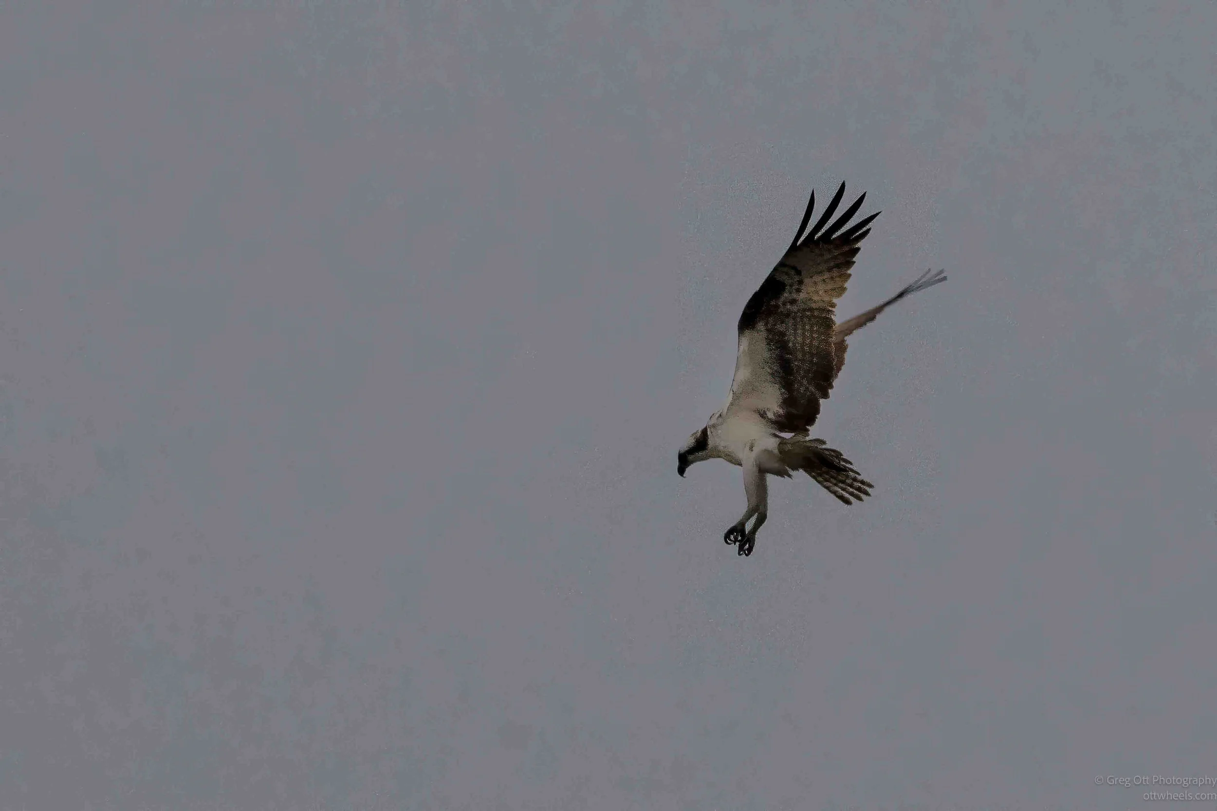 NZ8_4559-Edit.jpg