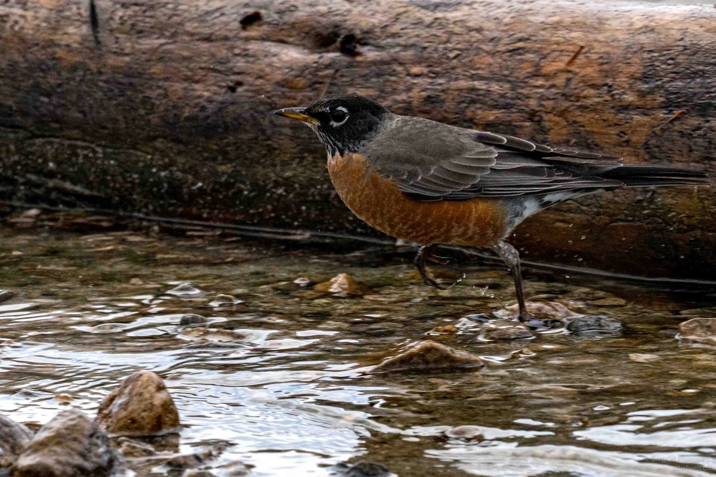 Robin