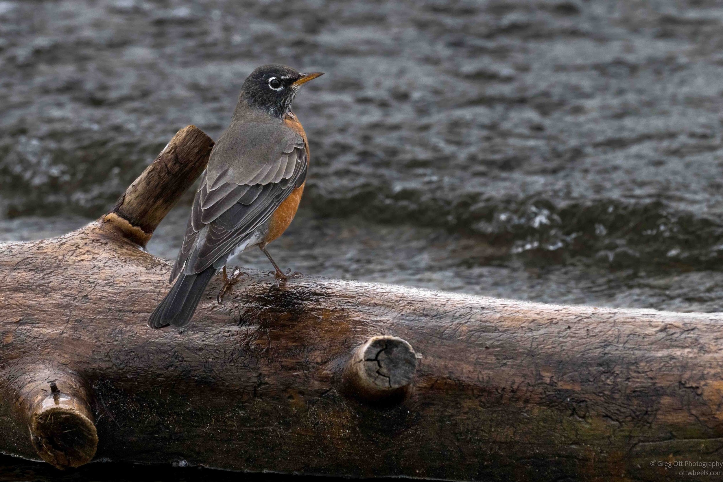 Robin