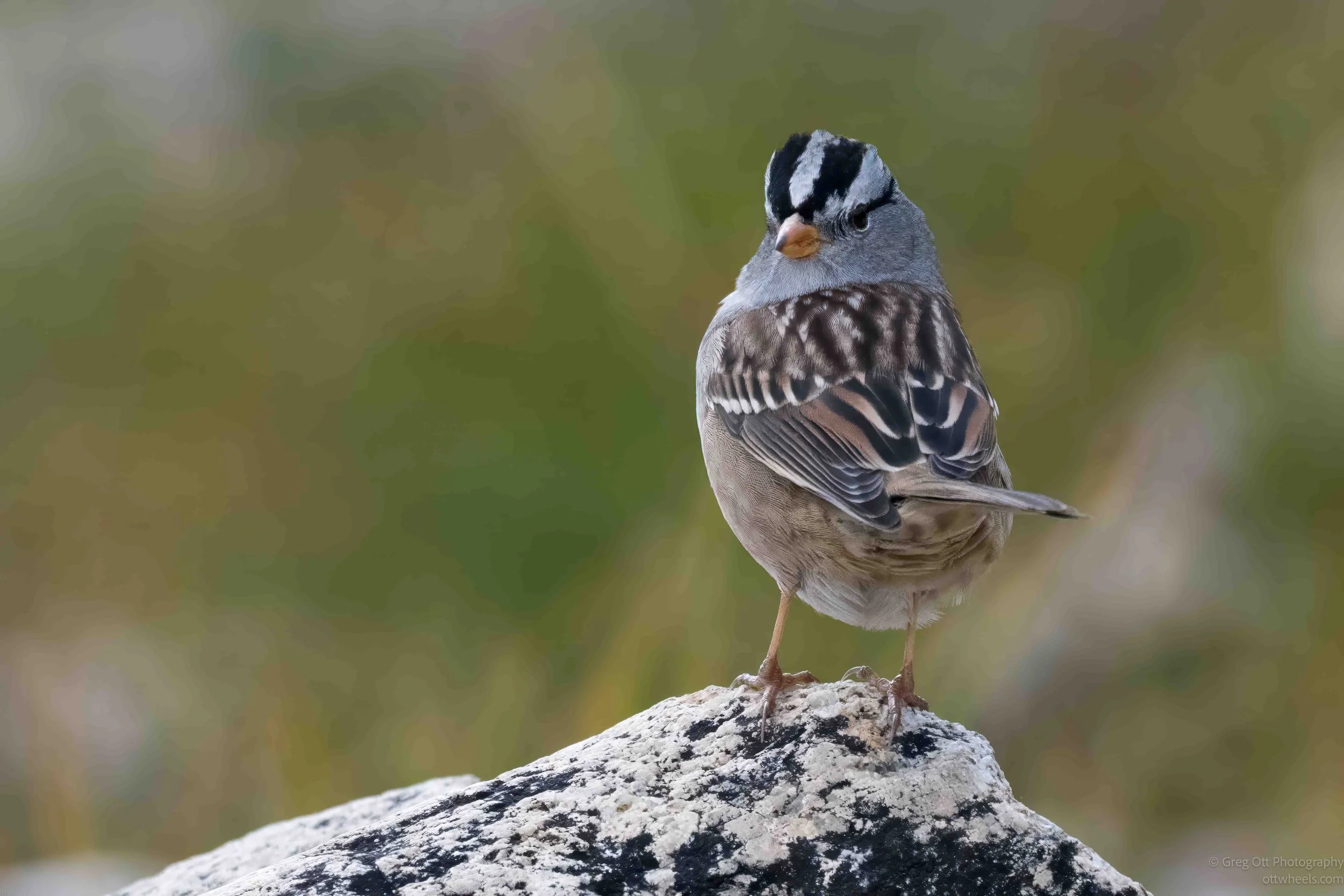 White-crowned Sparrow