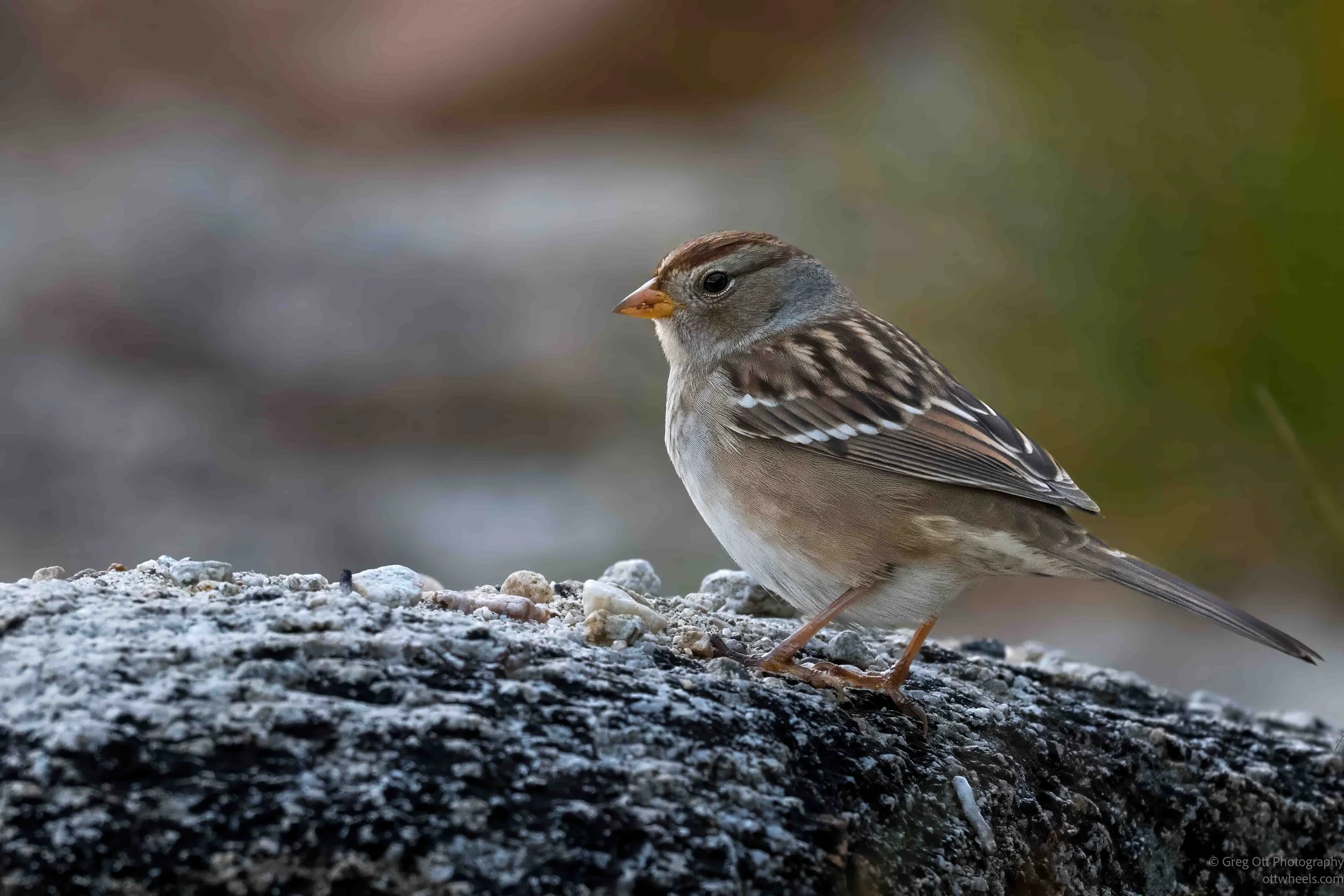 White-crowned Sparrow (immature)