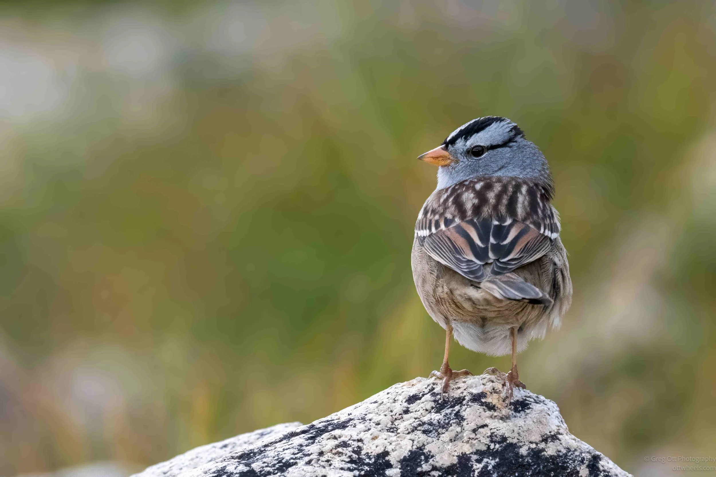White-crowned Sparrow