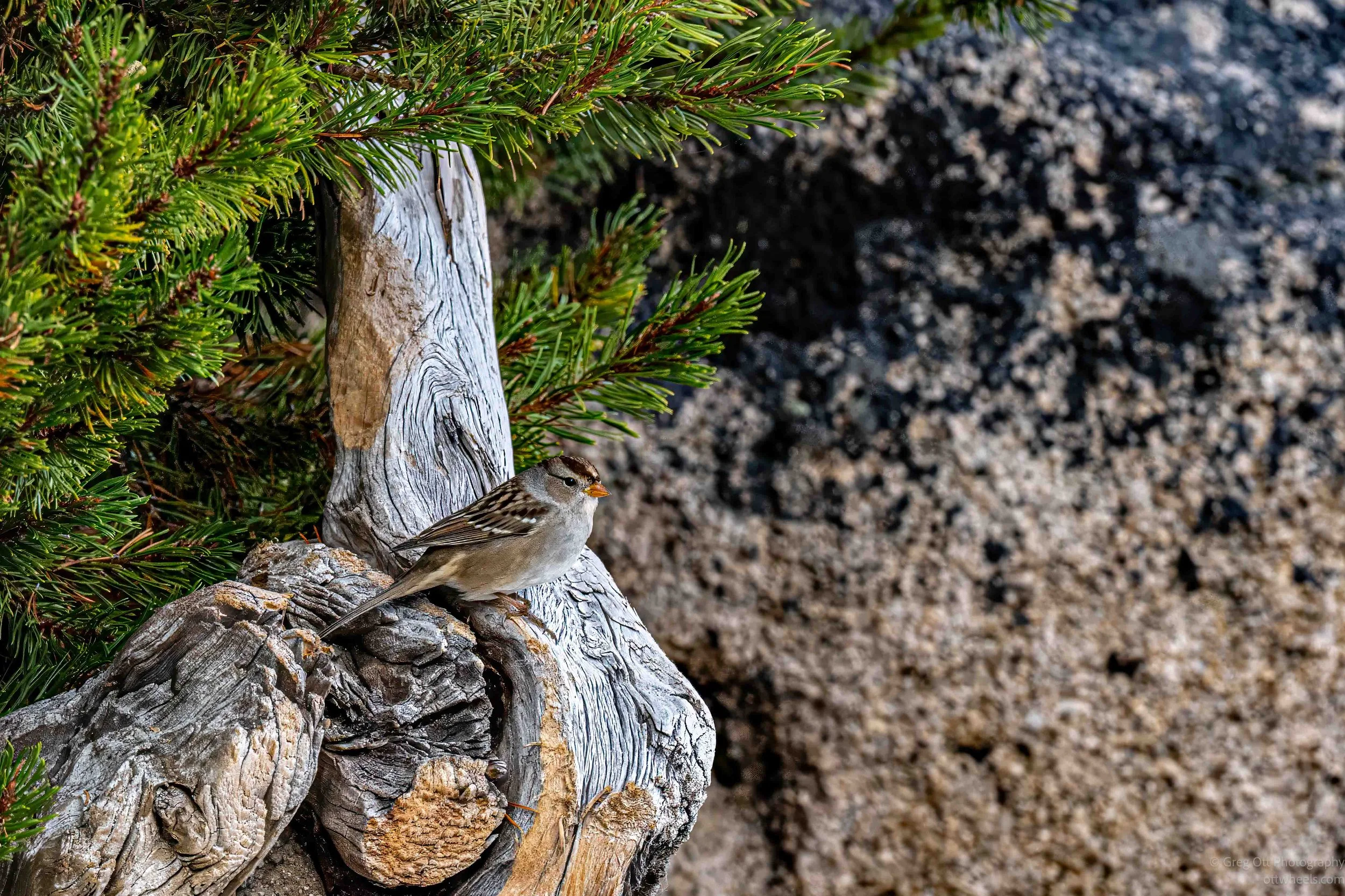 White-crowned Sparrow (immature)