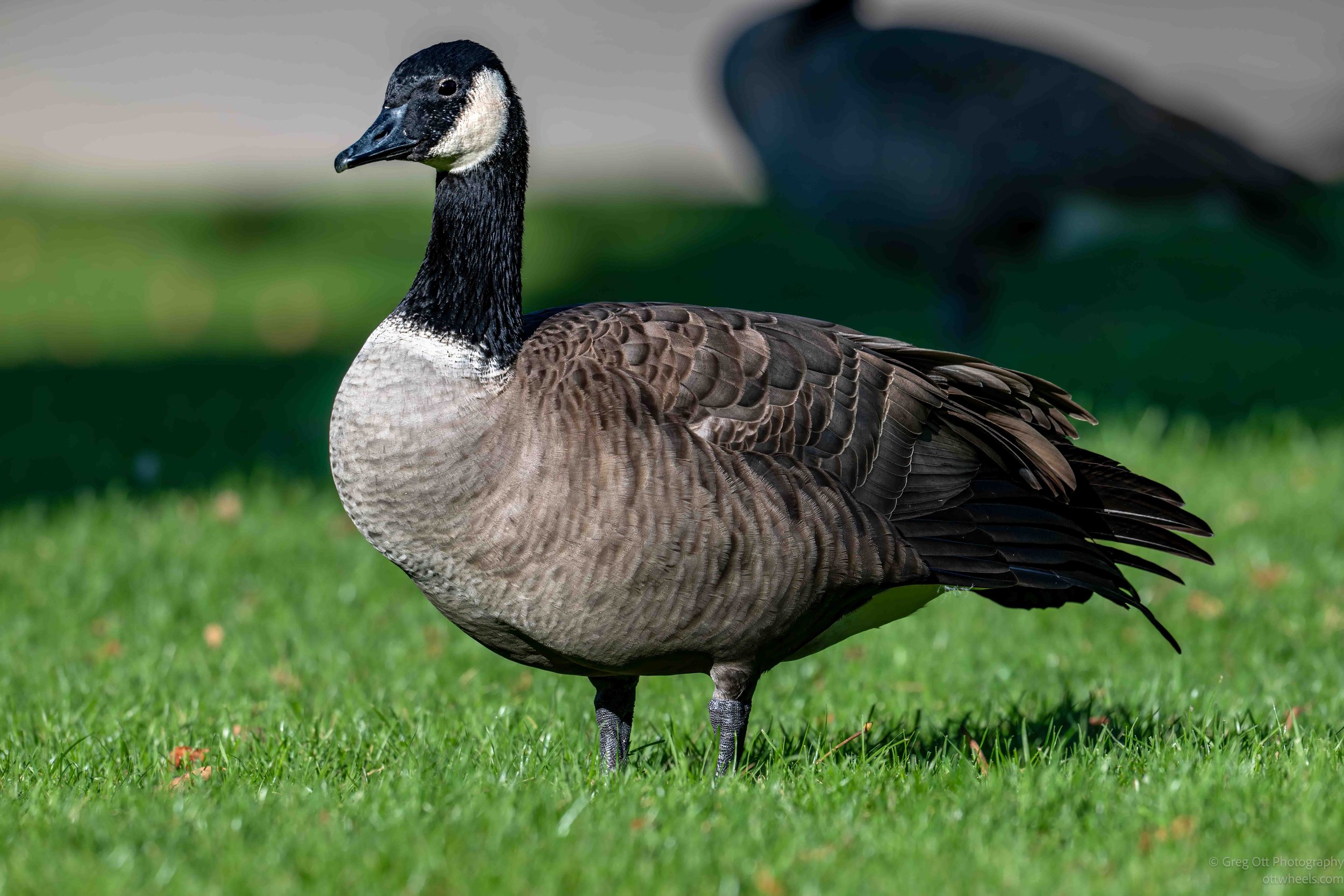 NZ8_5177-Edit.jpg