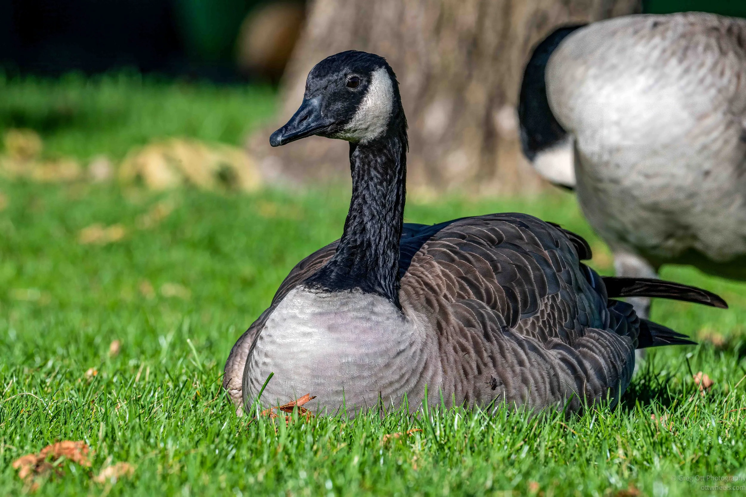 NZ8_5184-Edit.jpg