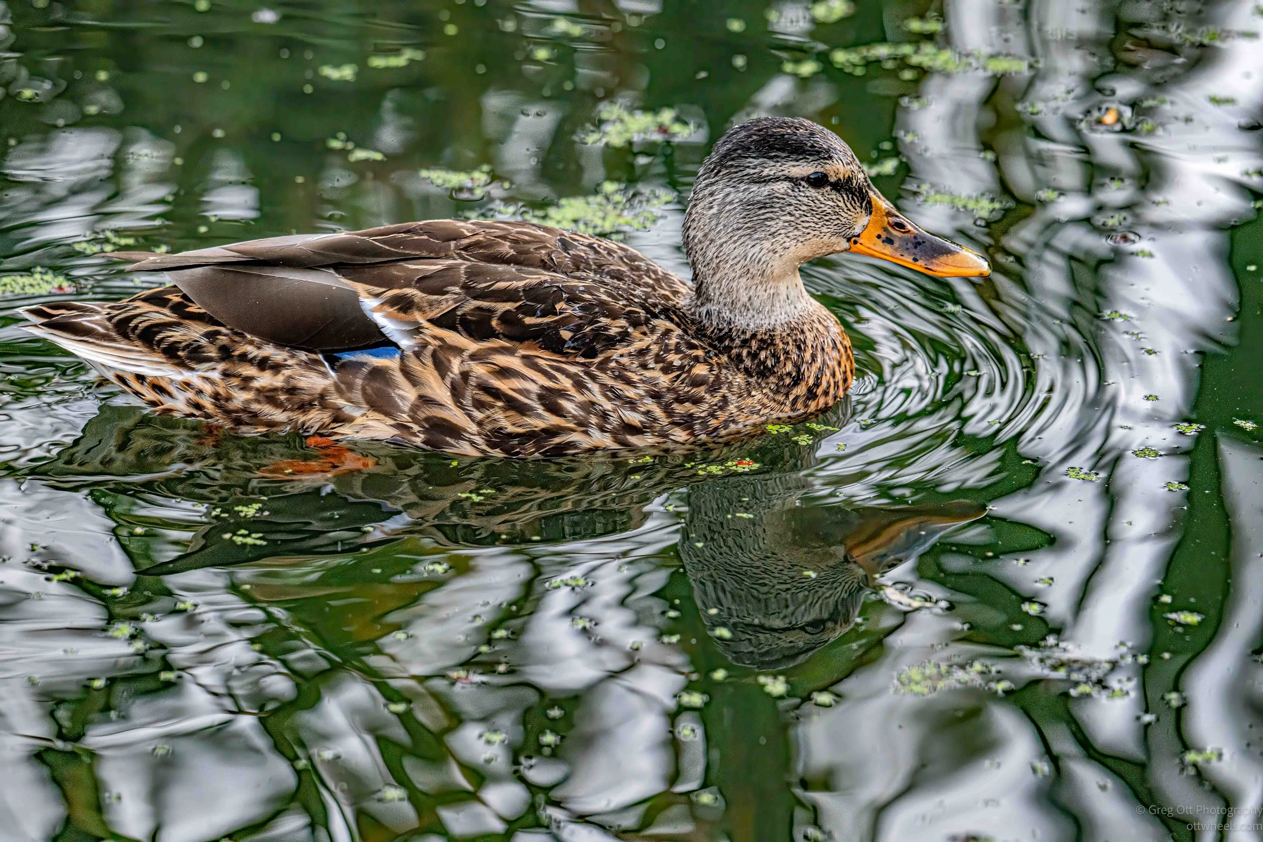 NZ8_5448-Edit.jpg