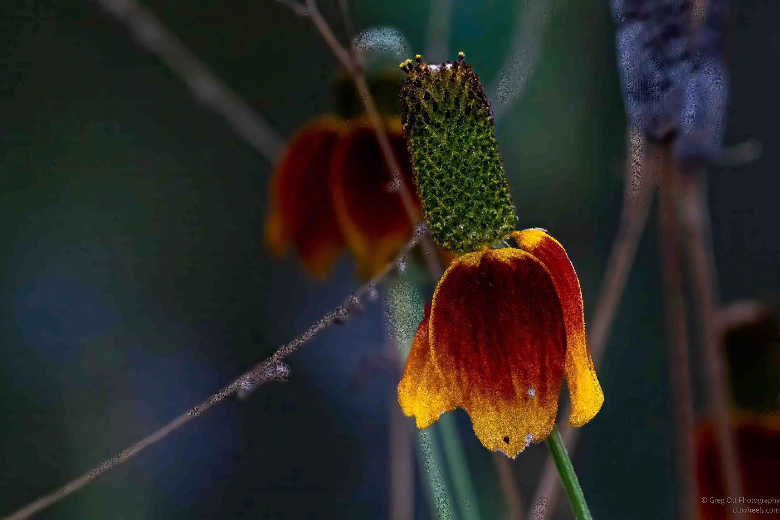 NZ8_5501-Edit.jpg