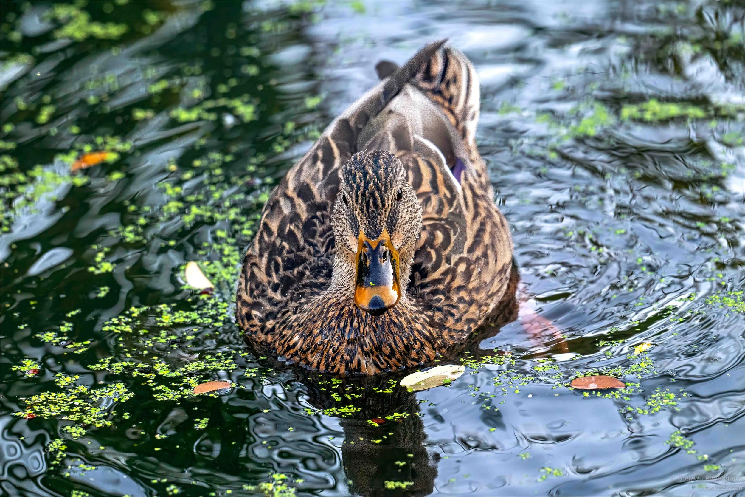 NZ8_5383-Edit.jpg