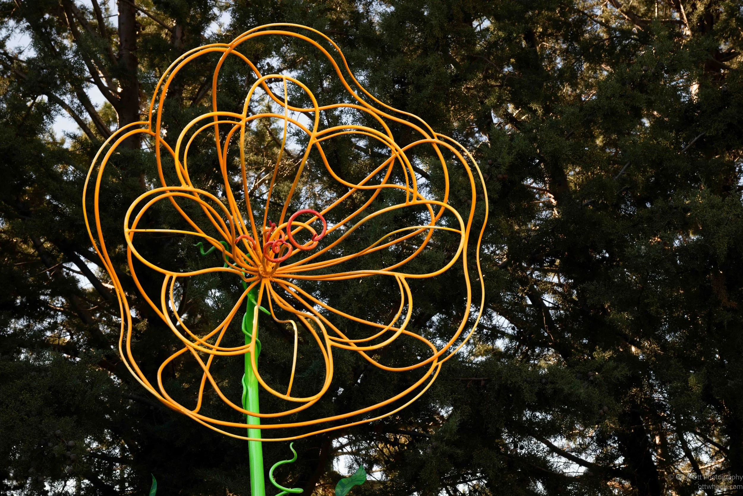 NZ8_5585.jpg