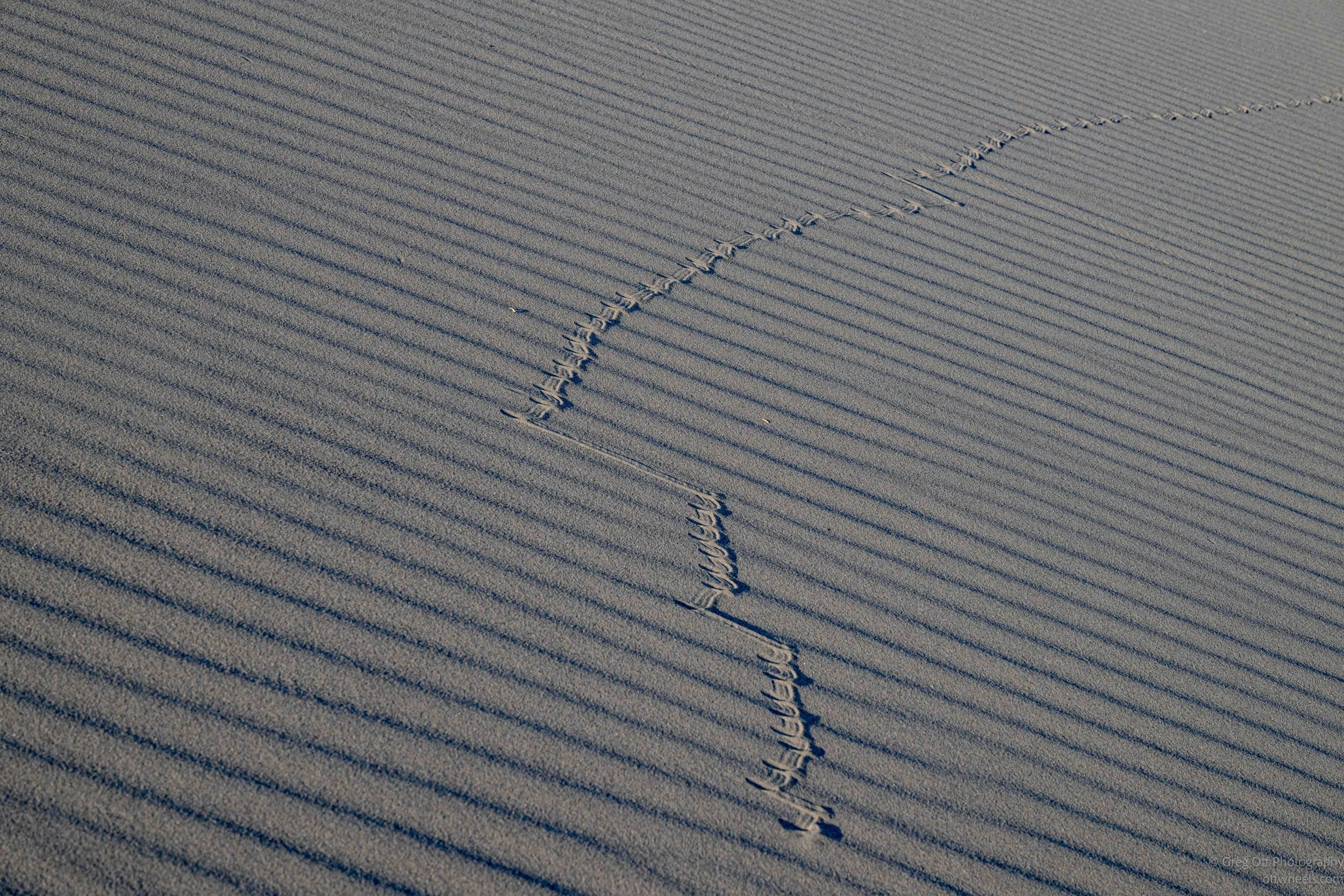 NZ8_5839.jpg