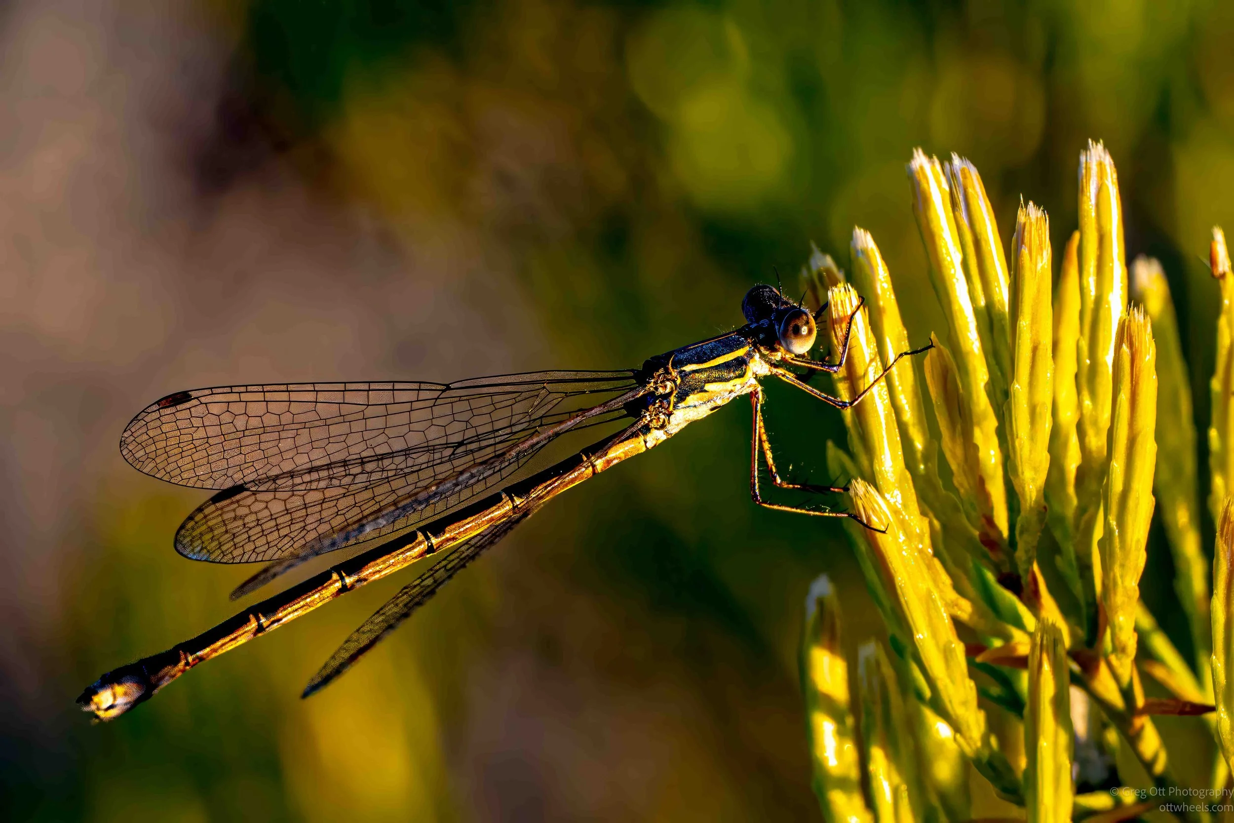 _NZ85957-Edit.jpg