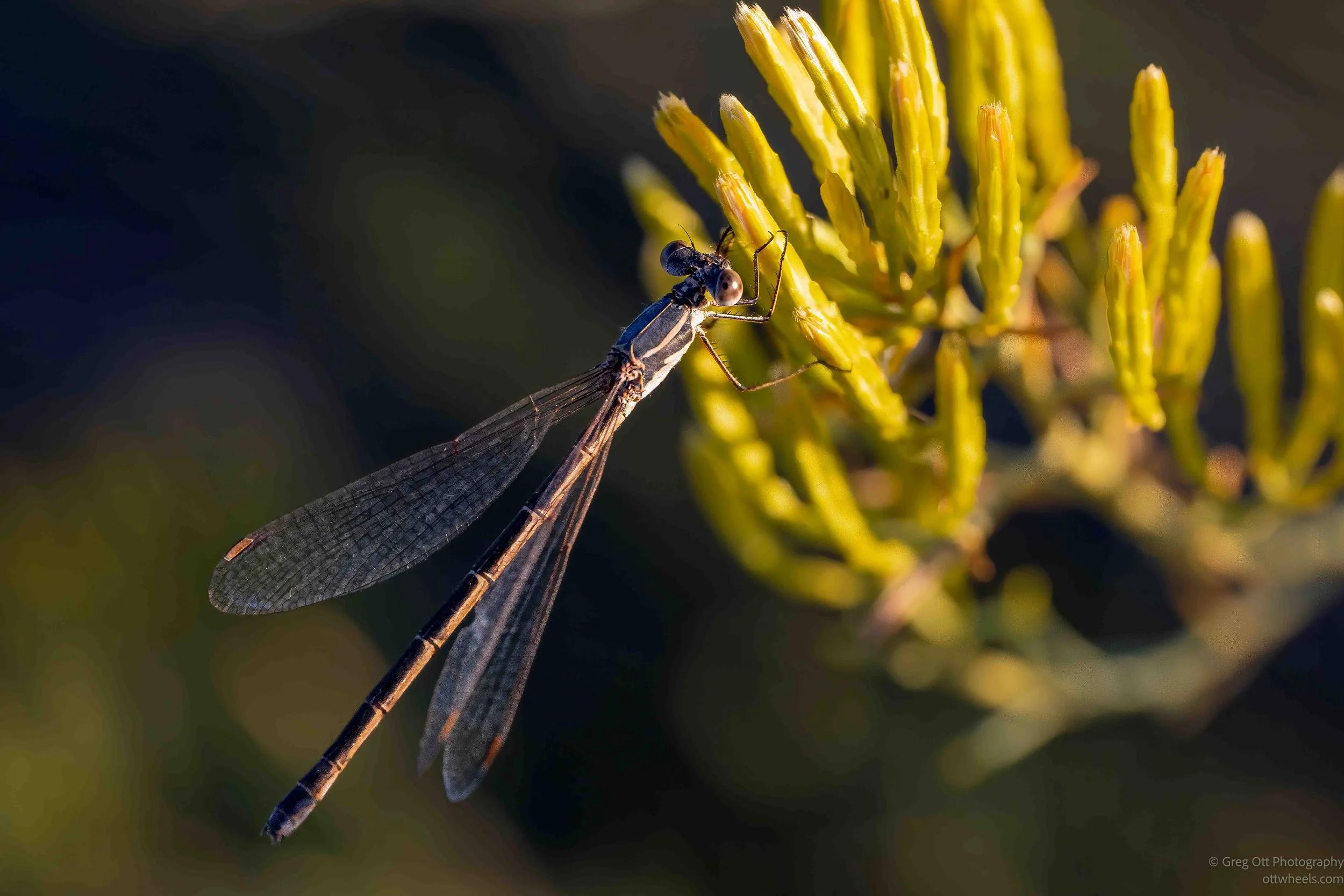 _NZ85980-Edit.jpg
