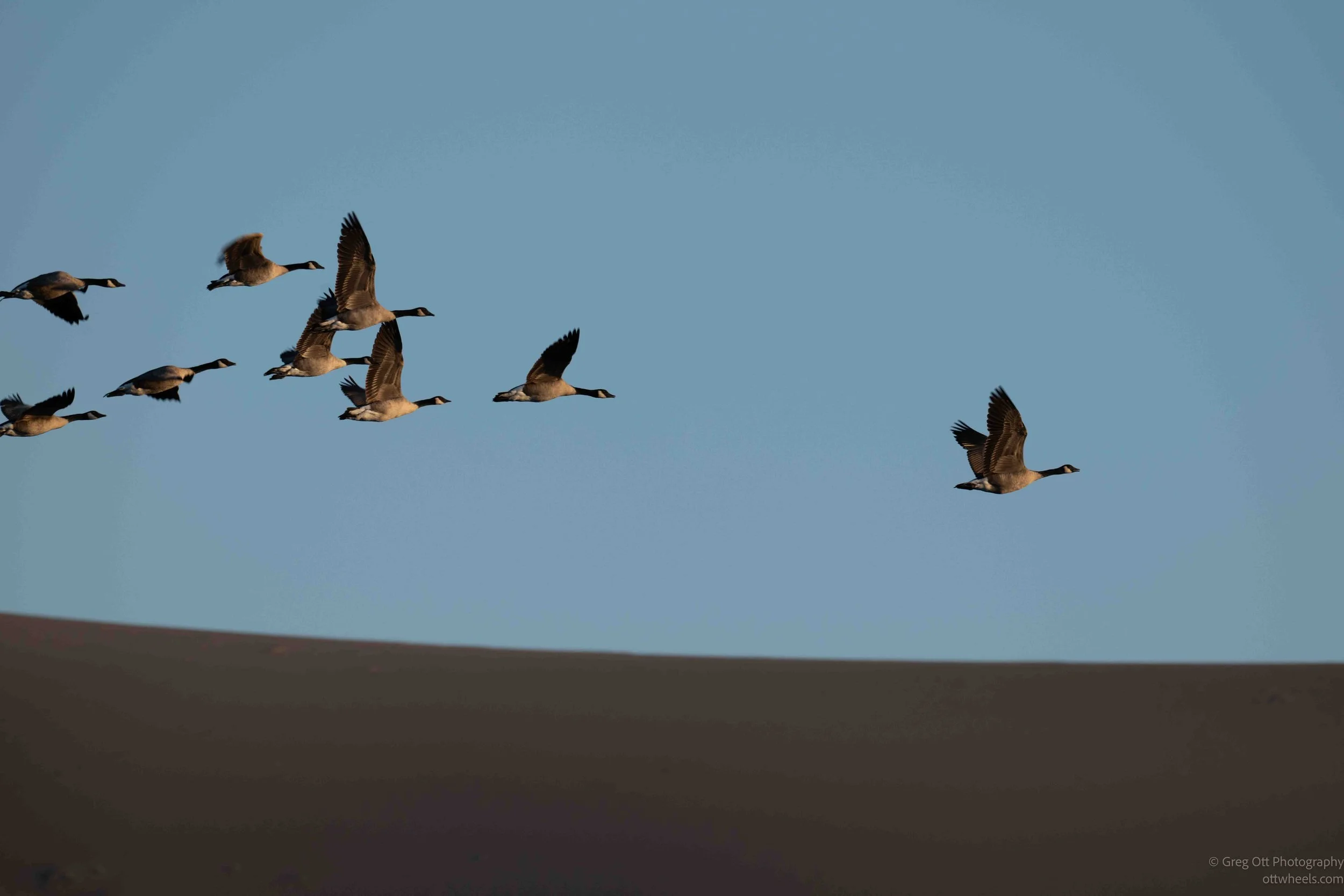 _NZ85999.jpg