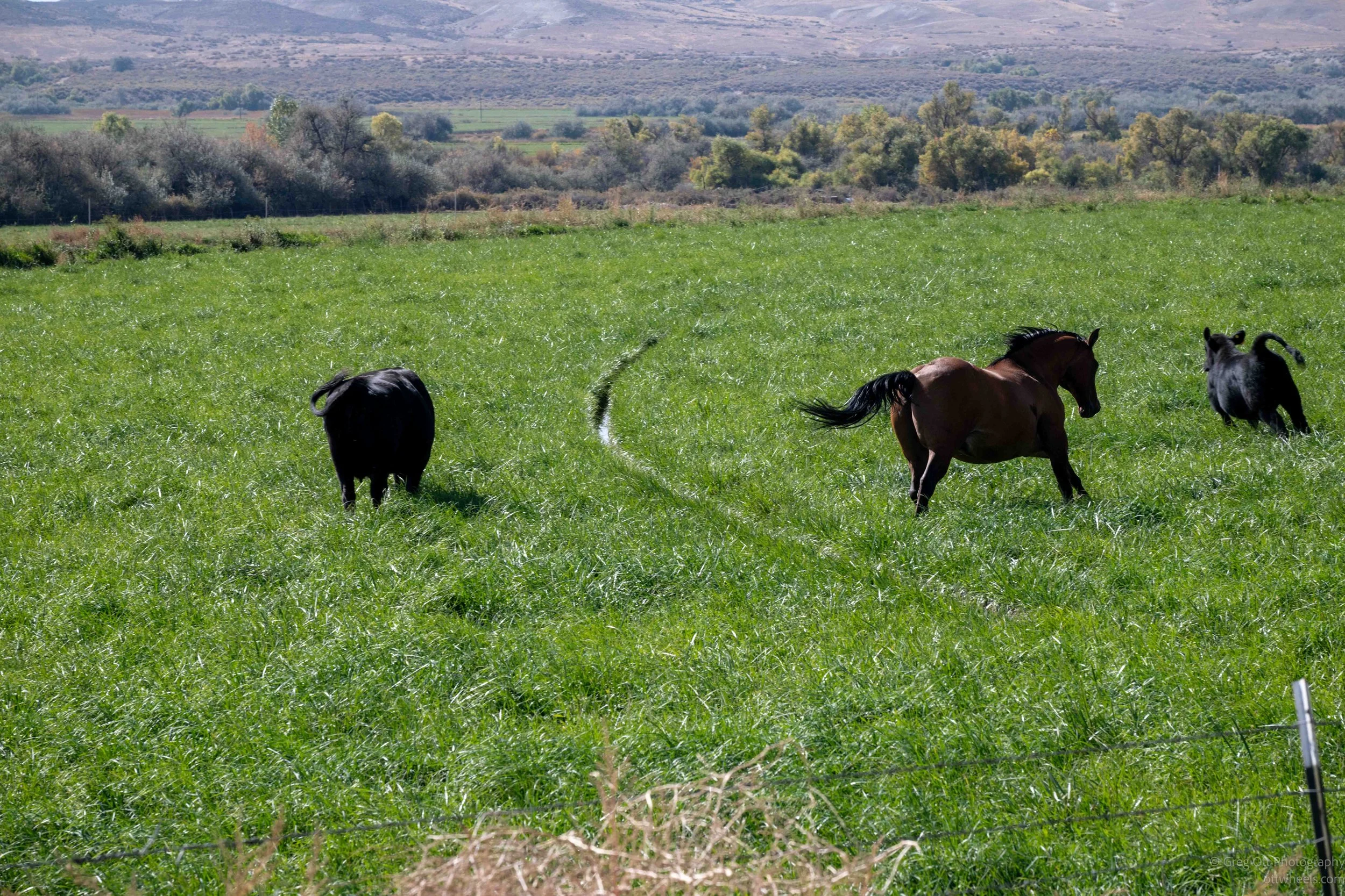 _NZ86155.jpg