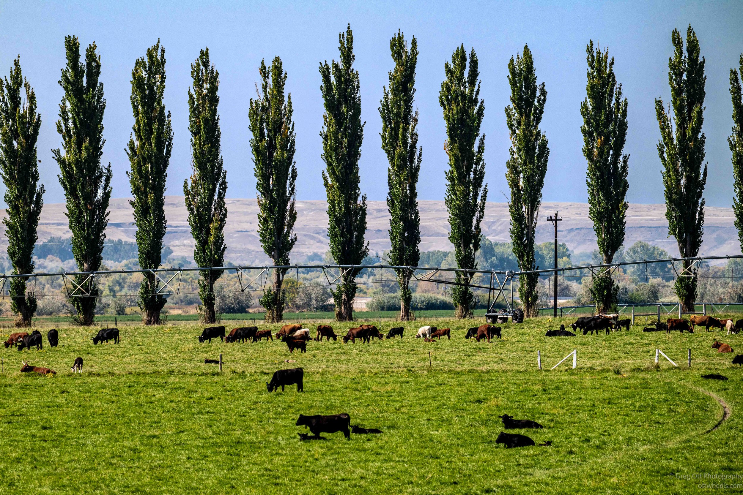 _NZ86158.jpg