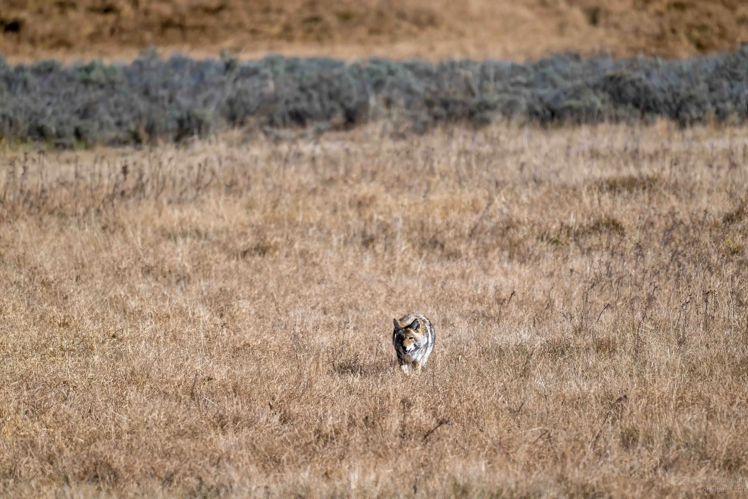 _NZ87254-Edit.jpg