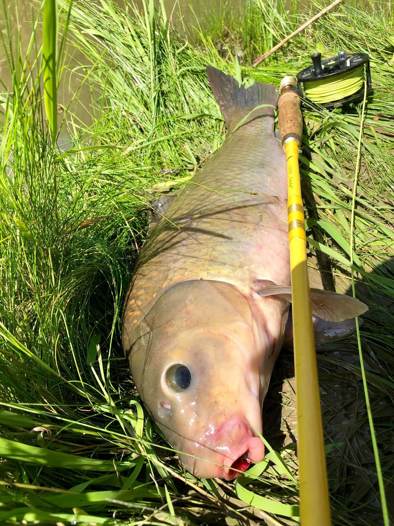 Fly Fishing for Buffalo