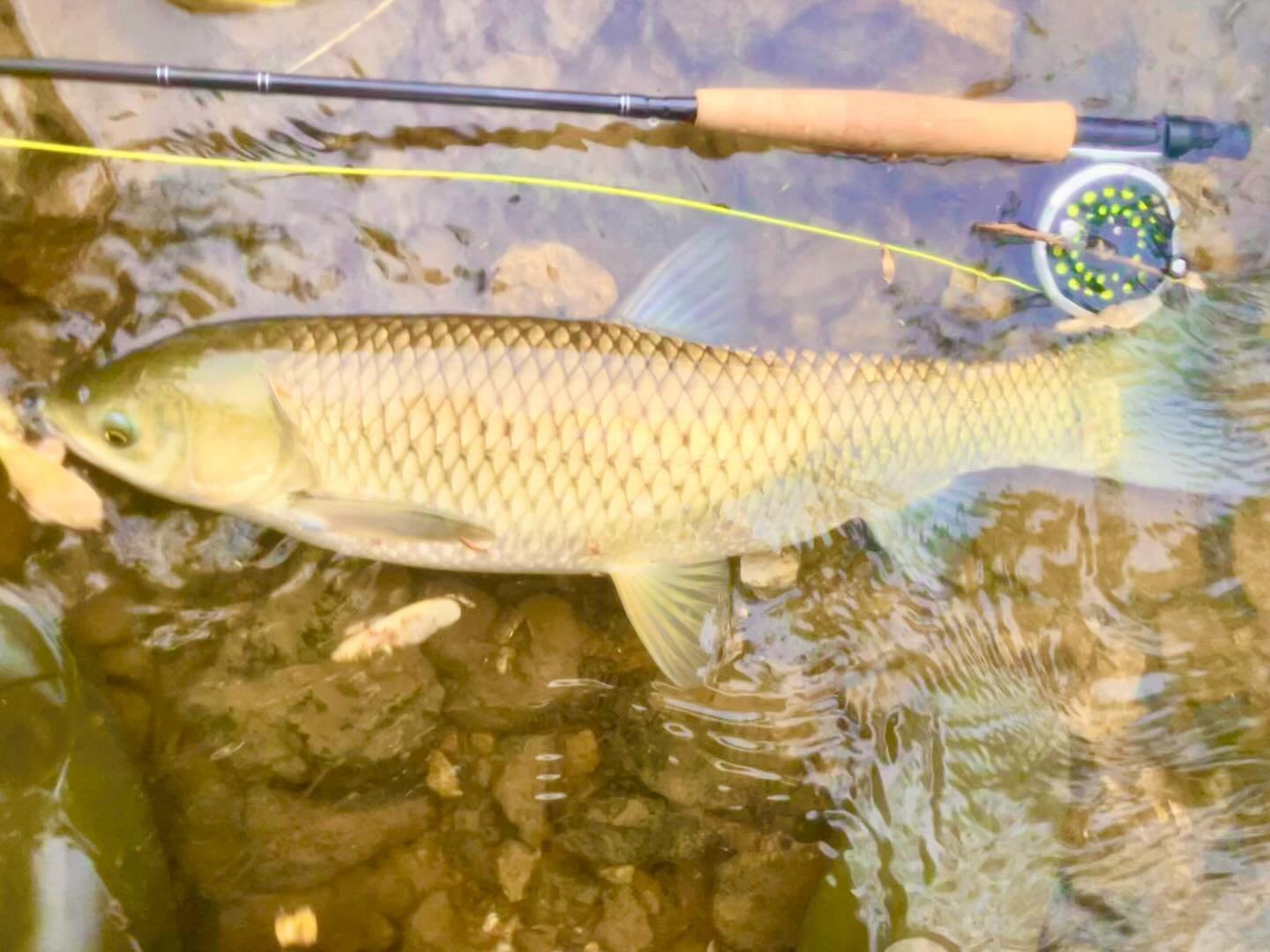 First grass carp of the year