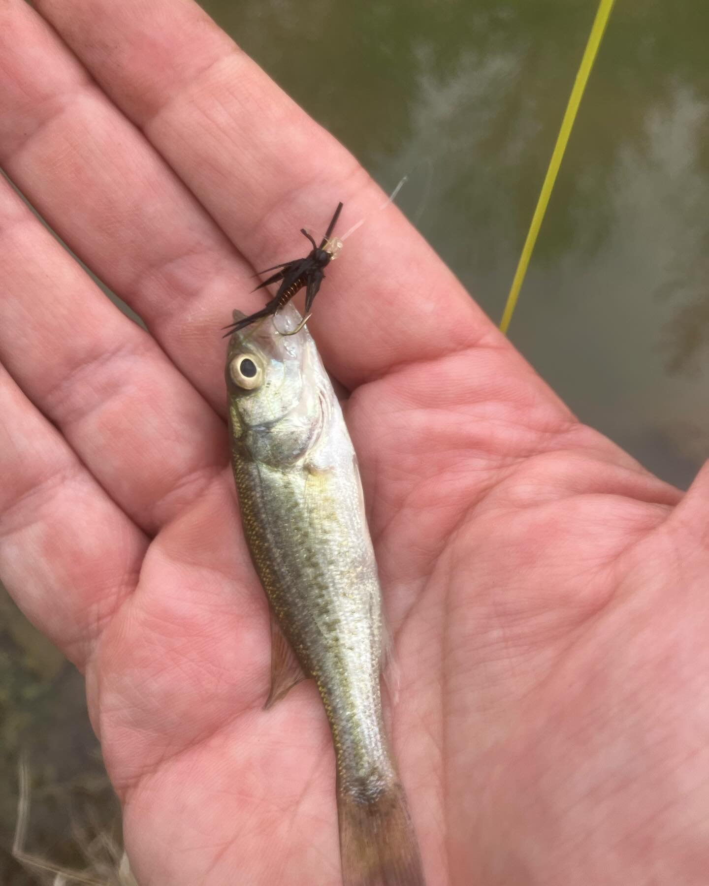 Not the 5+ lb carp I threw to but this little guy got the interception. 🤦&zwj;♂️