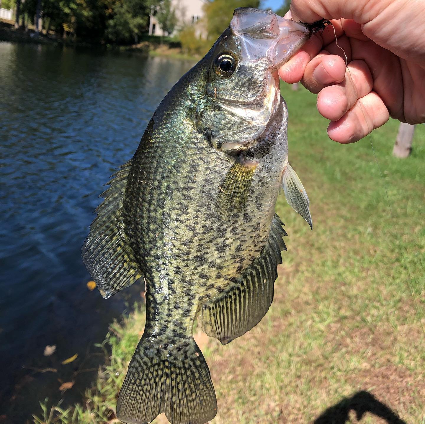 Crappie 5.jpg