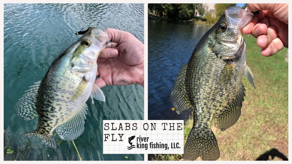 Not all fly fishing takes place high in the water column and not all crappie are located deep in submerged timber. Like most fishing pursuits on the fly, you can find much joy and surprise in exploring the overlooked. You can indeed catch these overl