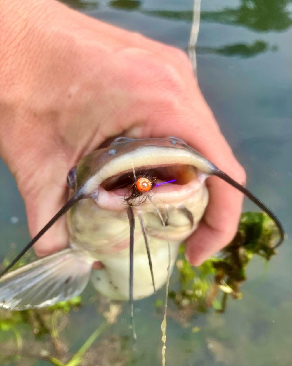 This bass with whiskers struck this balanced leech like freight train. 😉