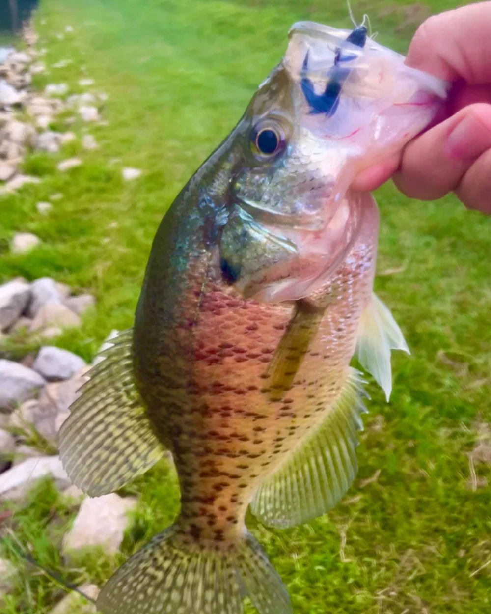 Best crappie since spring here 😍