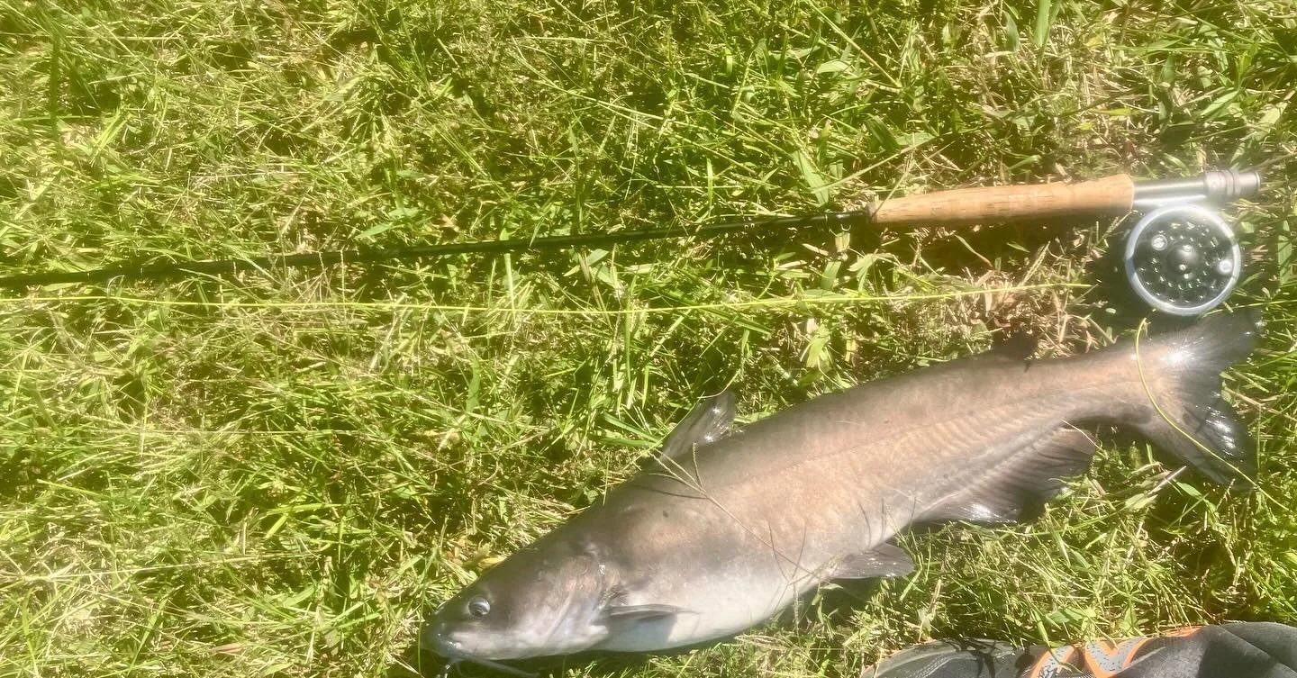 Not one but 2 cats on the leech today. A real big white crappie and some greenies to boot.