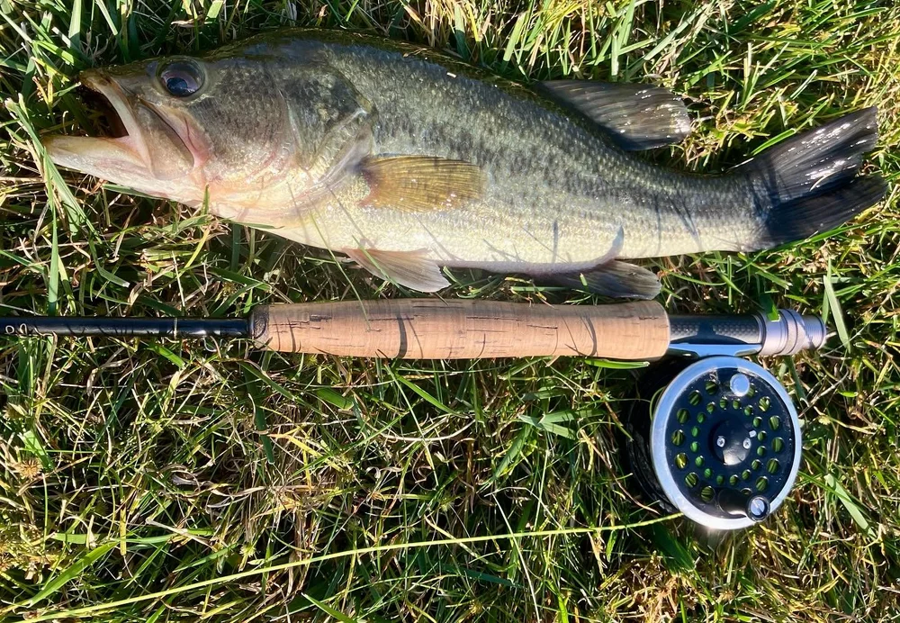 #14 black stonefly got one of the better bass this month. This was a blast
