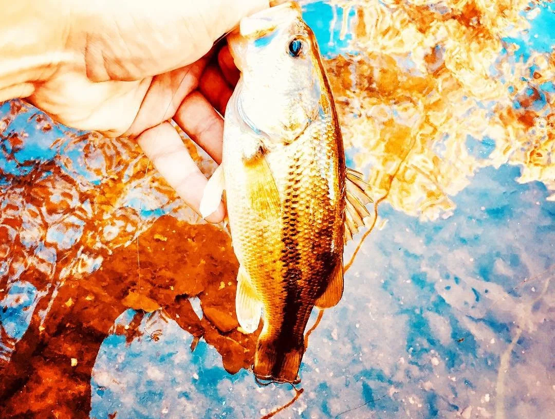 Autumn bass colors.jpg